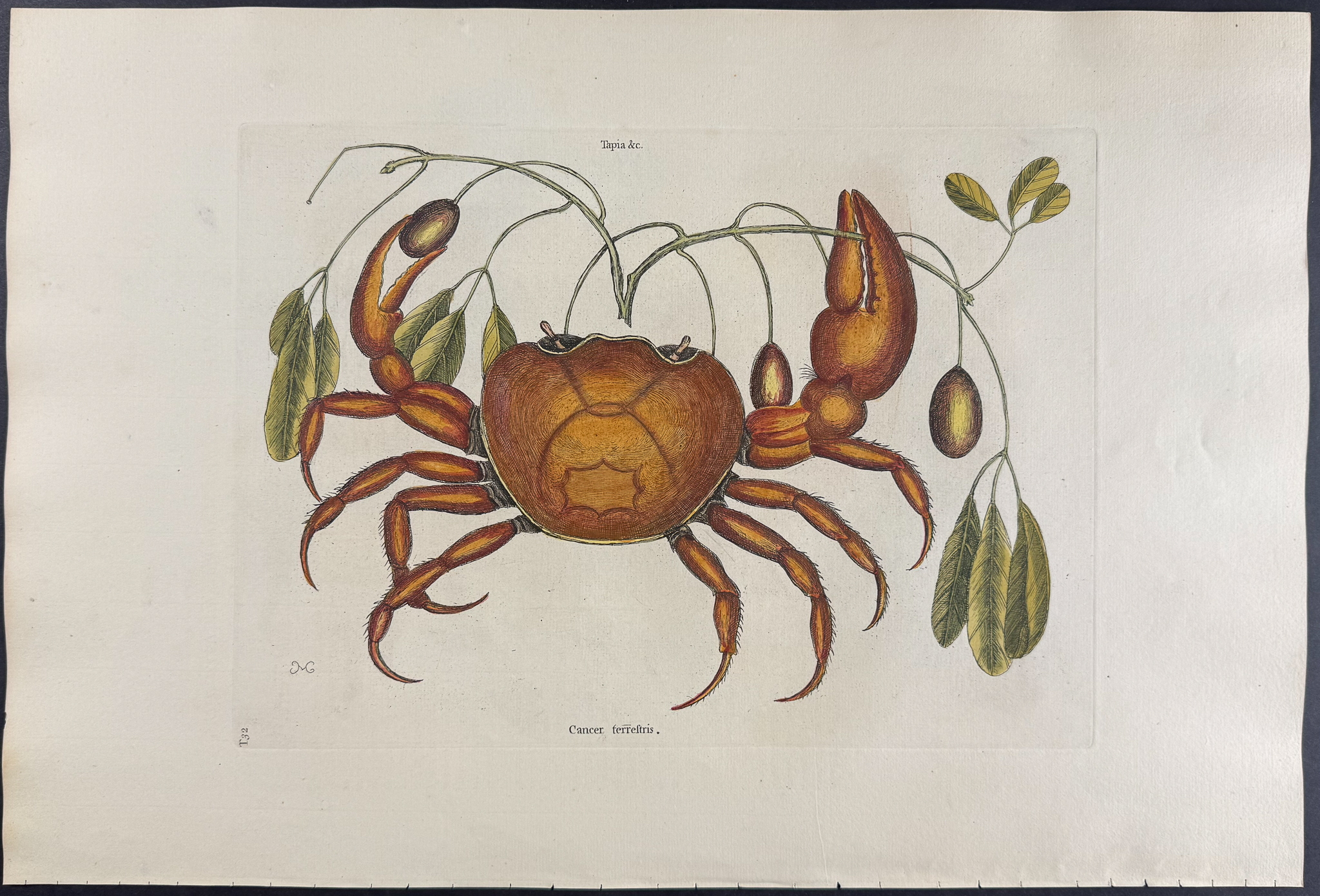 Catesby, Folio - Land Crab with Black Wood. 2-32