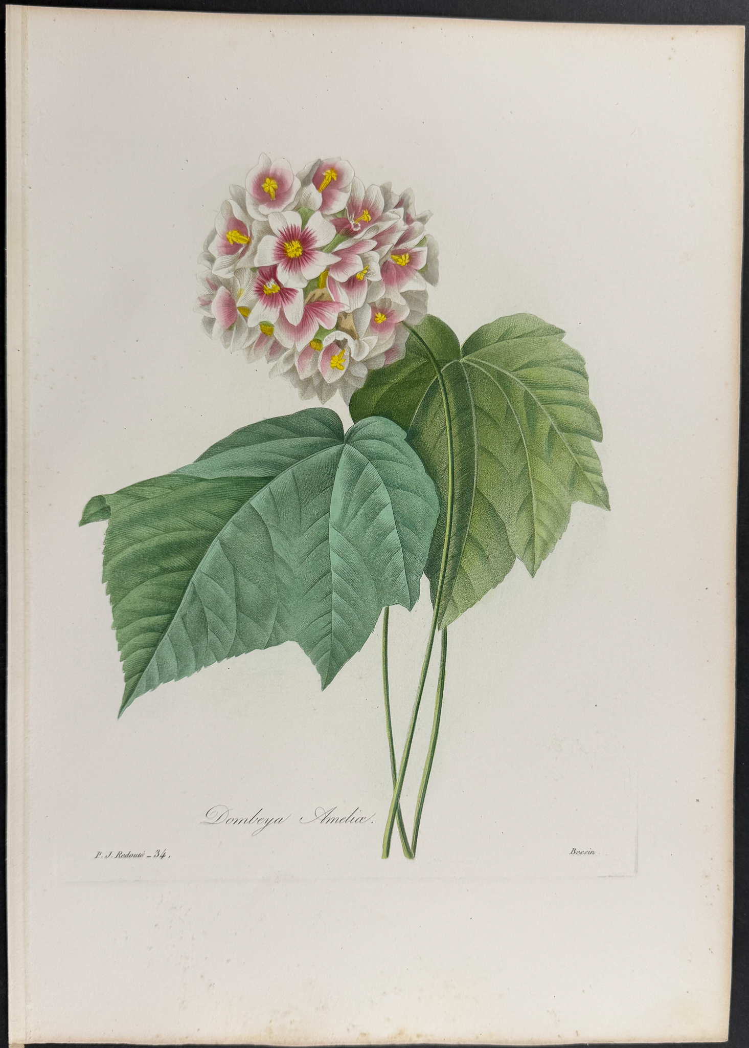 Redoute, Choix, Rare Folio - Dombeya [Dombeya Ameliae]
