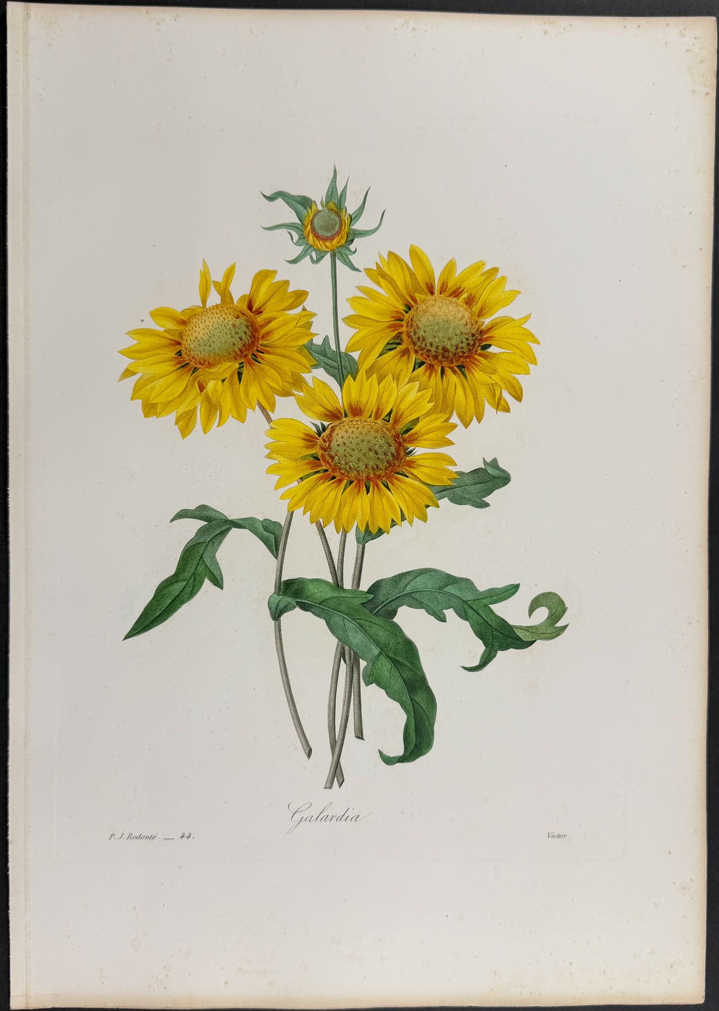 Redoute, Choix, Rare Folio - Blanket Flower [Galardia]