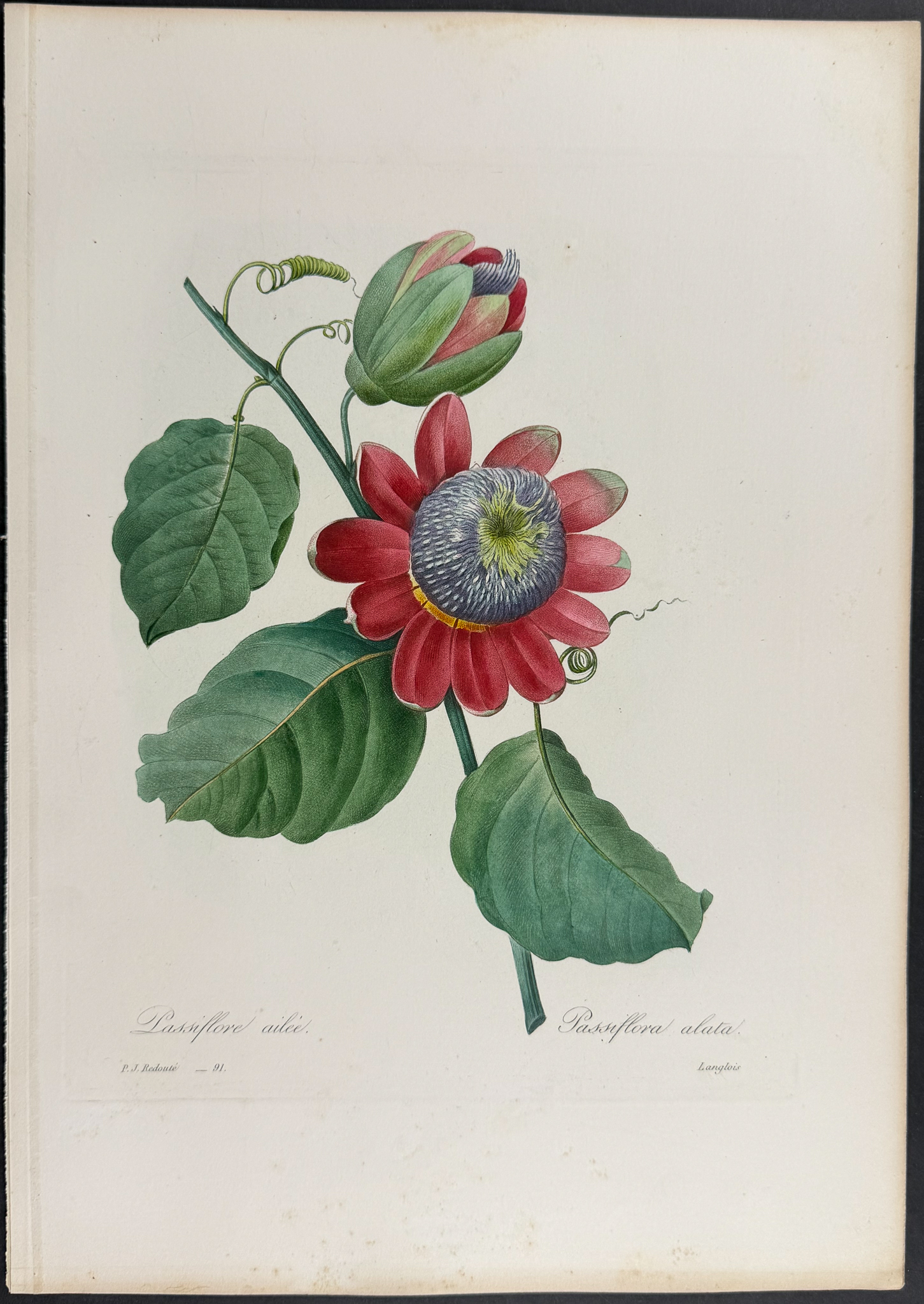 Redoute, Choix, Rare Folio - Passion Flower [Passiflora alata]