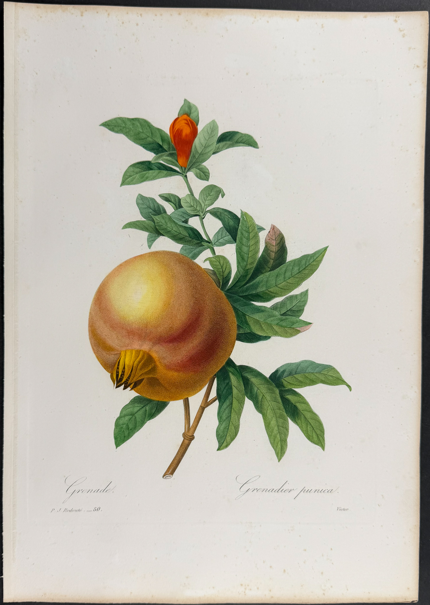 Redoute, Choix, Rare Folio - Pomegranate [Grenadier punica]