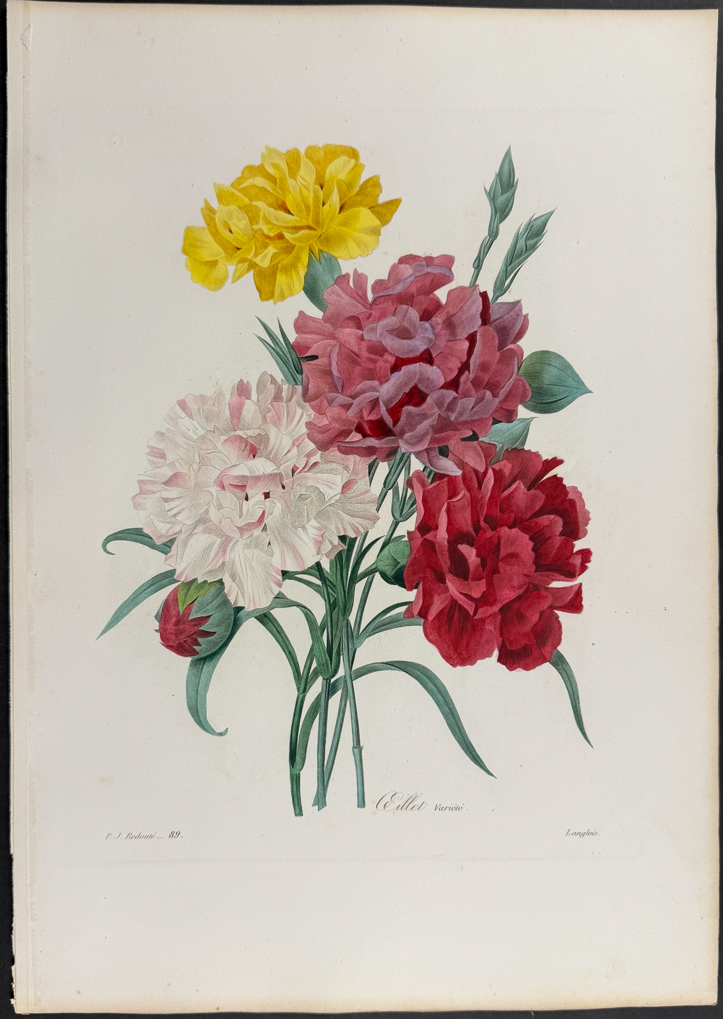 Redoute, Choix, Rare Folio - Carnations [Oeillet Variete]