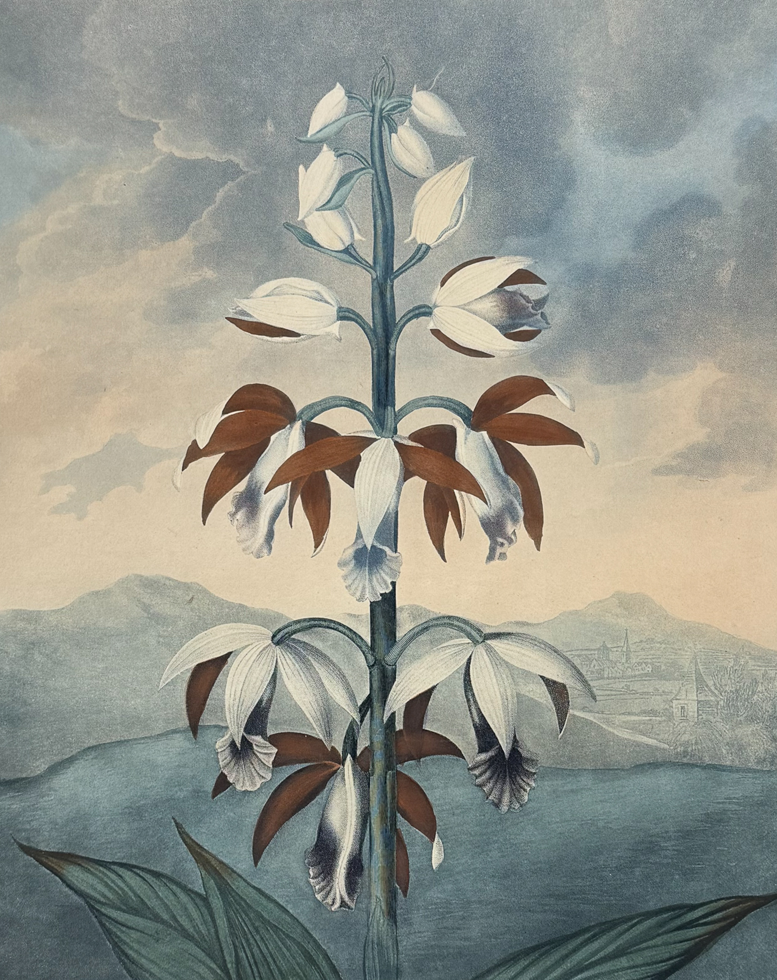 Thornton, Folio - The China Limodoron