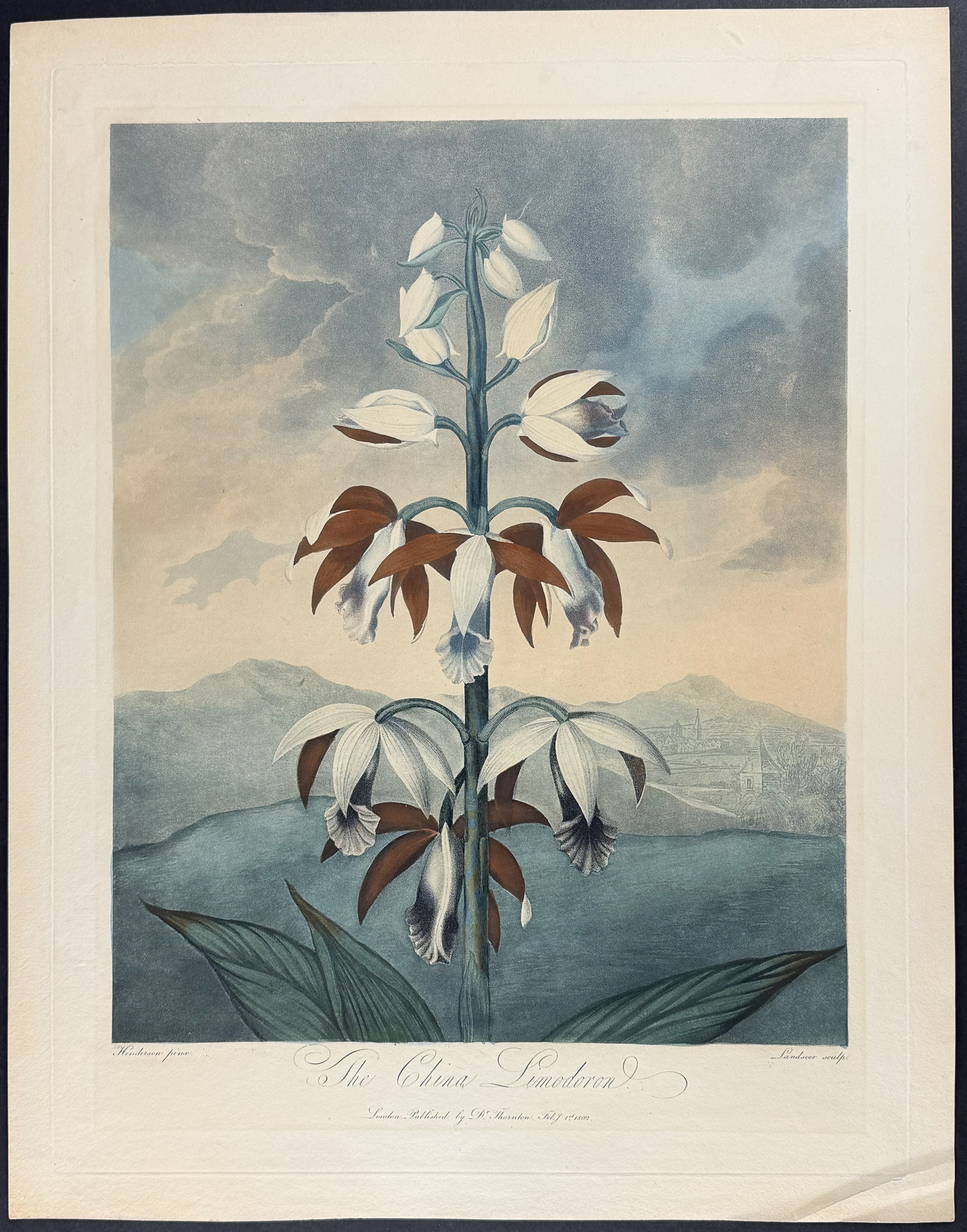 Thornton, Folio - The China Limodoron
