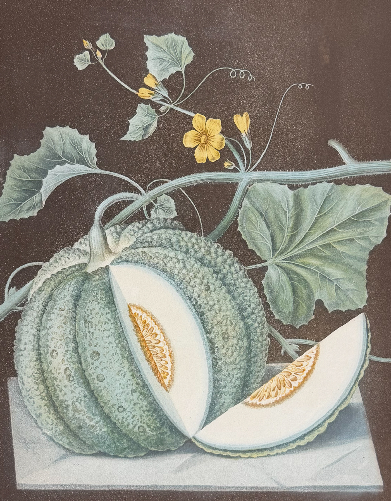 Brookshaw, Folio - Melon. 71