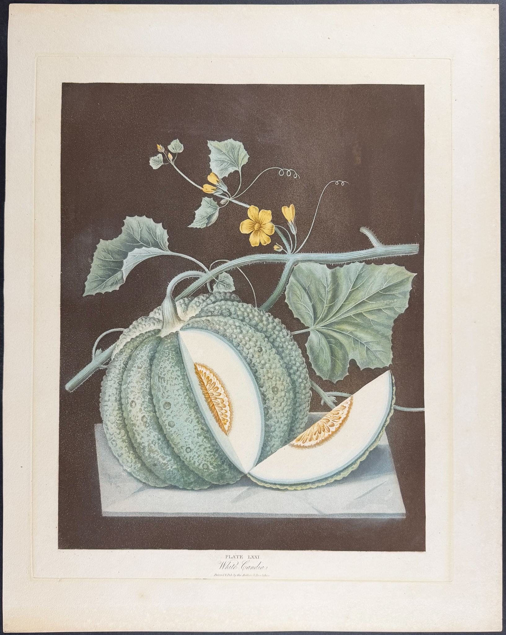 Brookshaw, Folio - Melon. 71