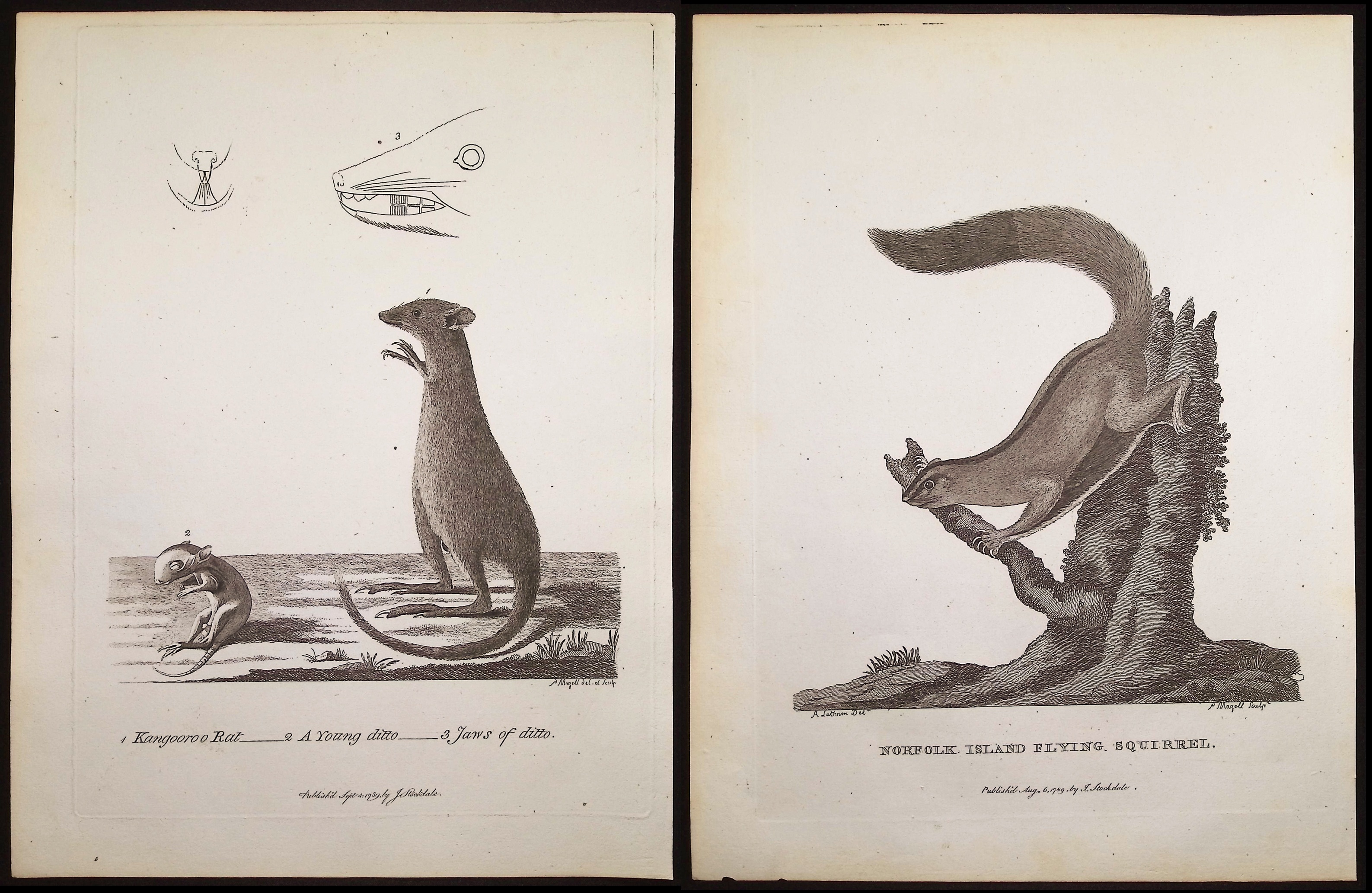 Philip, Australia - 5 Mammal Engravings