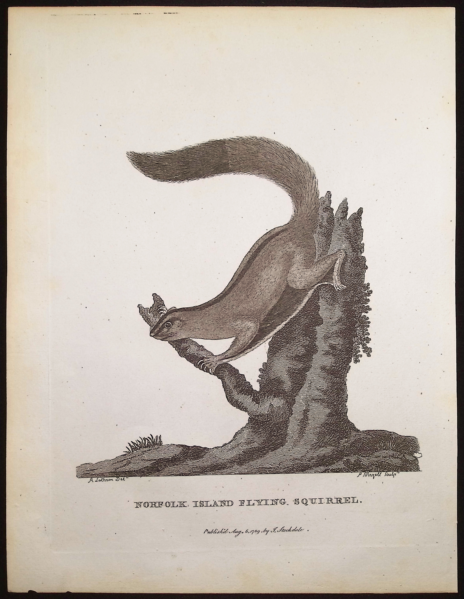 Philip, Australia - 5 Mammal Engravings
