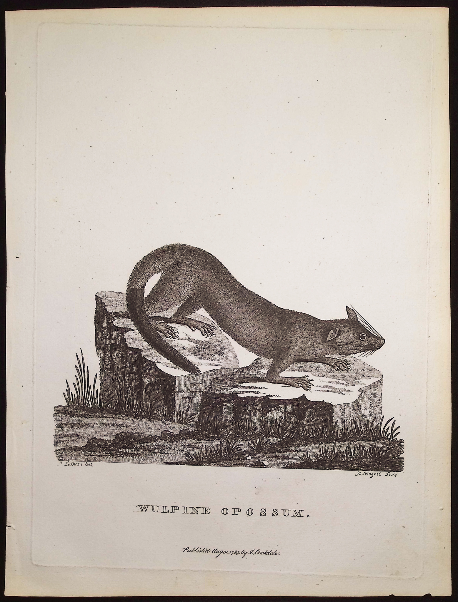 Philip, Australia - 5 Mammal Engravings