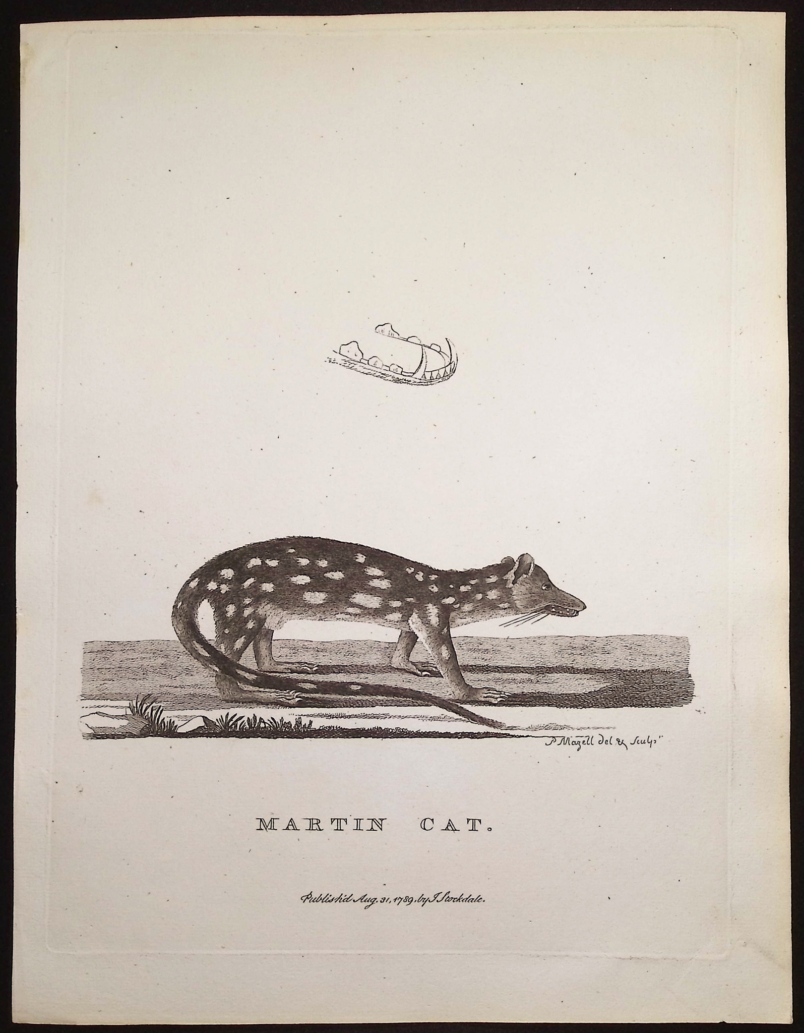 Philip, Australia - 5 Mammal Engravings
