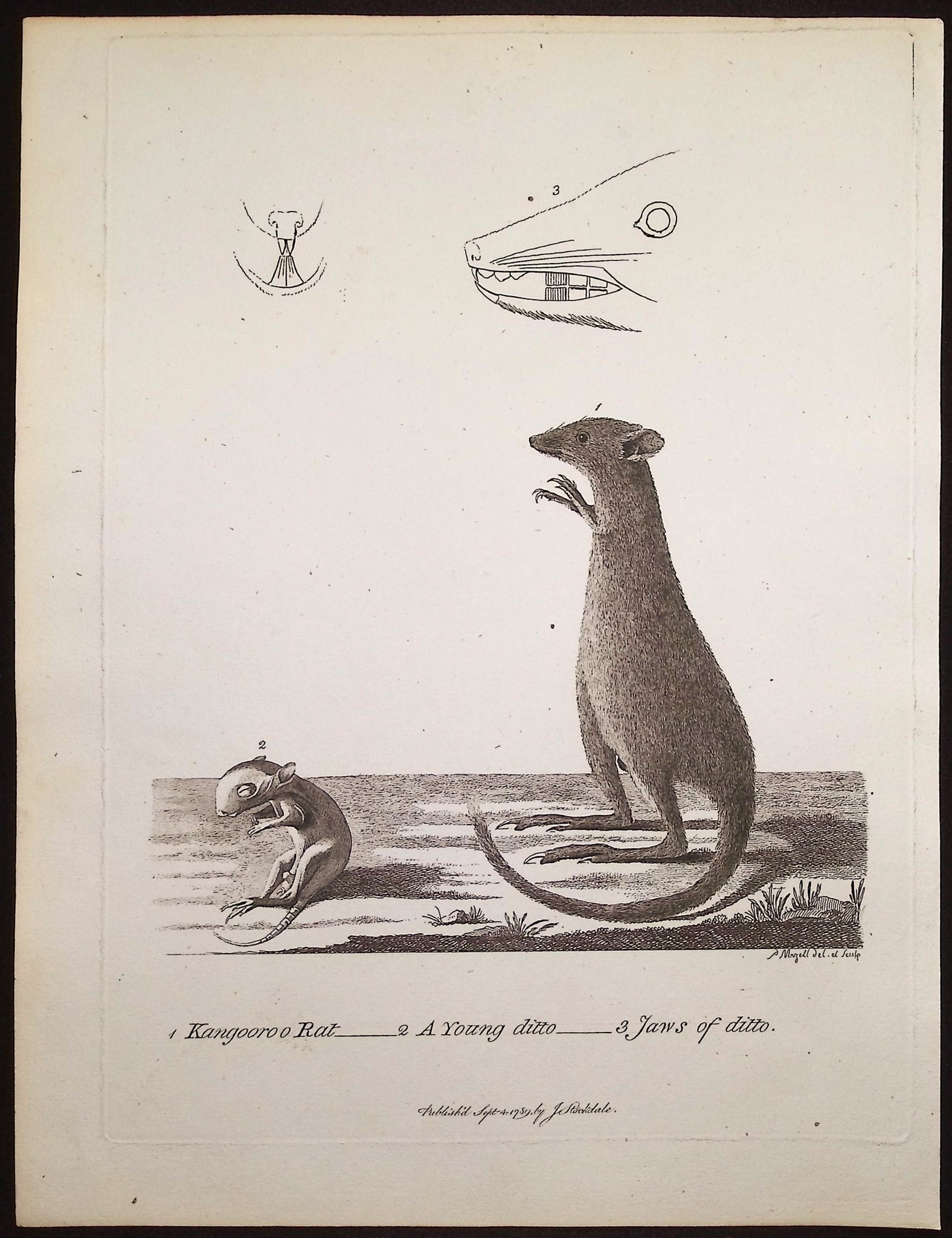 Philip, Australia - 5 Mammal Engravings