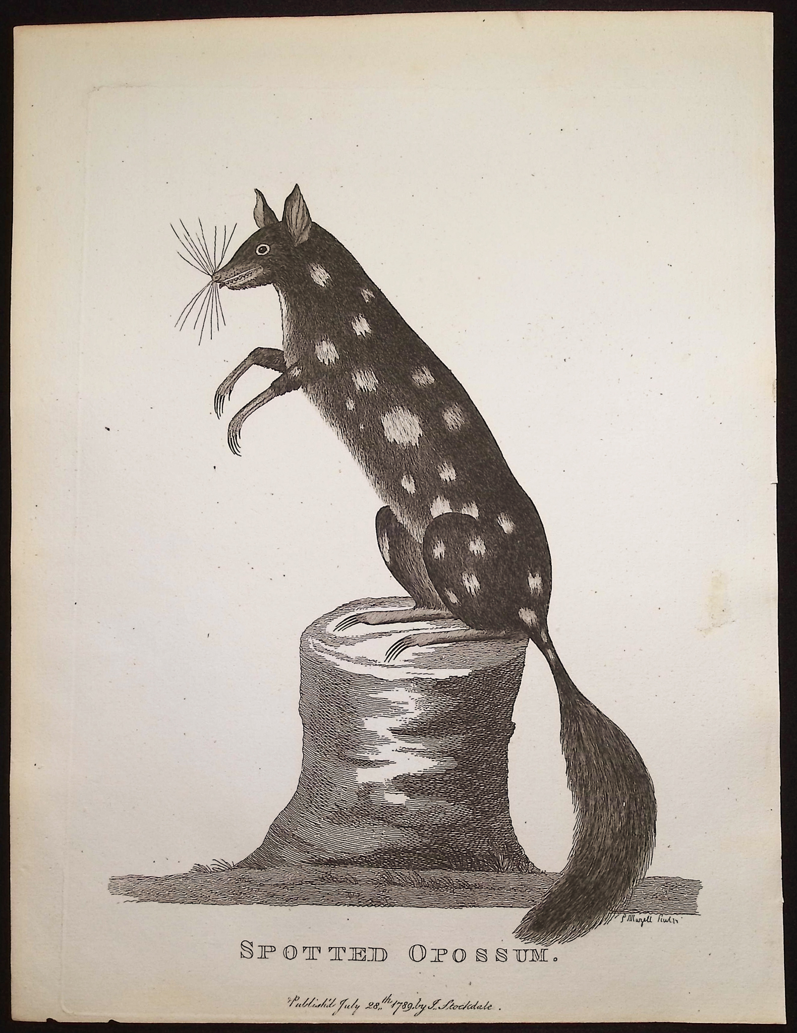 Philip, Australia - 5 Mammal Engravings