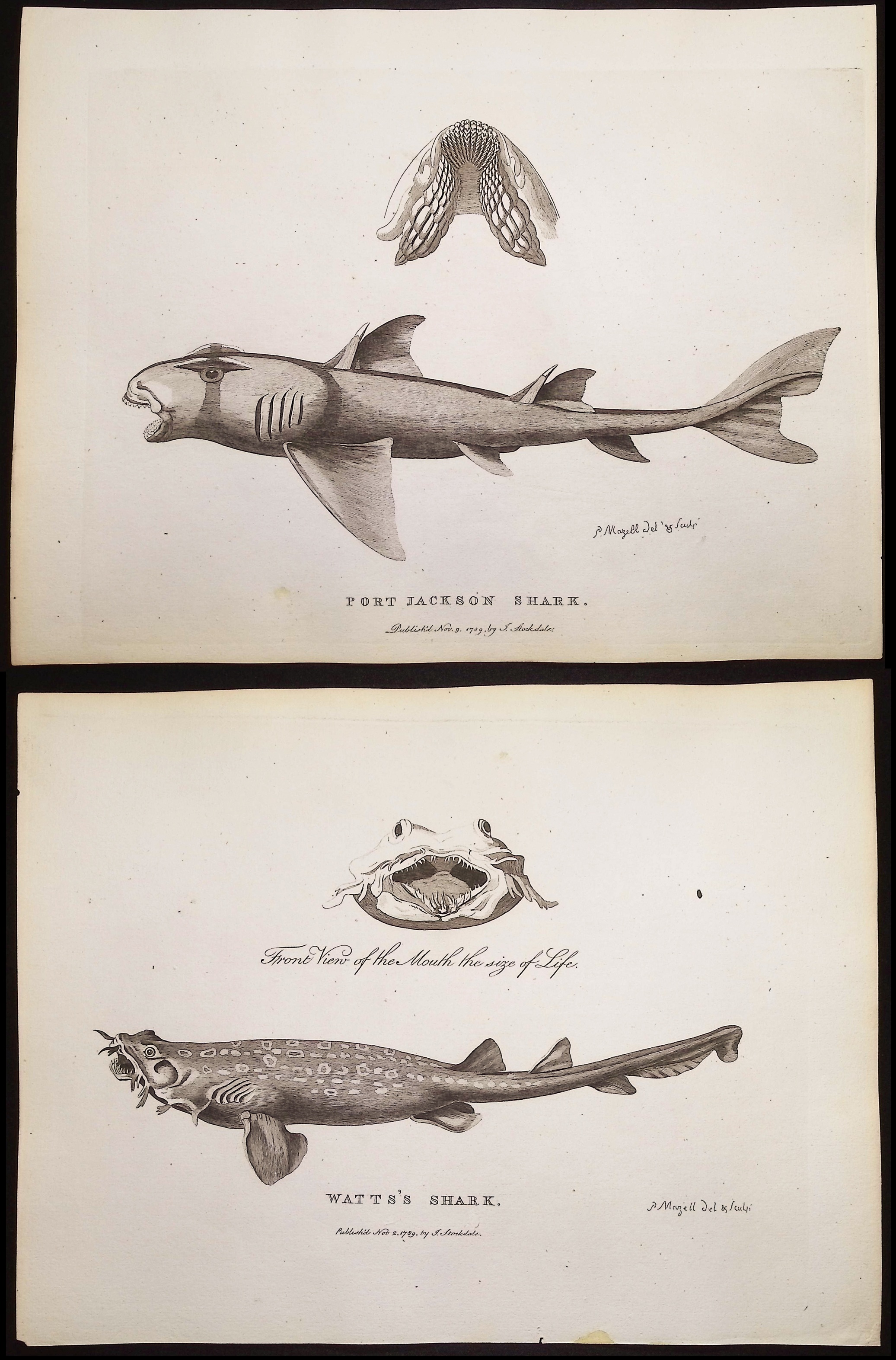 Philip, Australia - 3 Fish or Shark Engravings