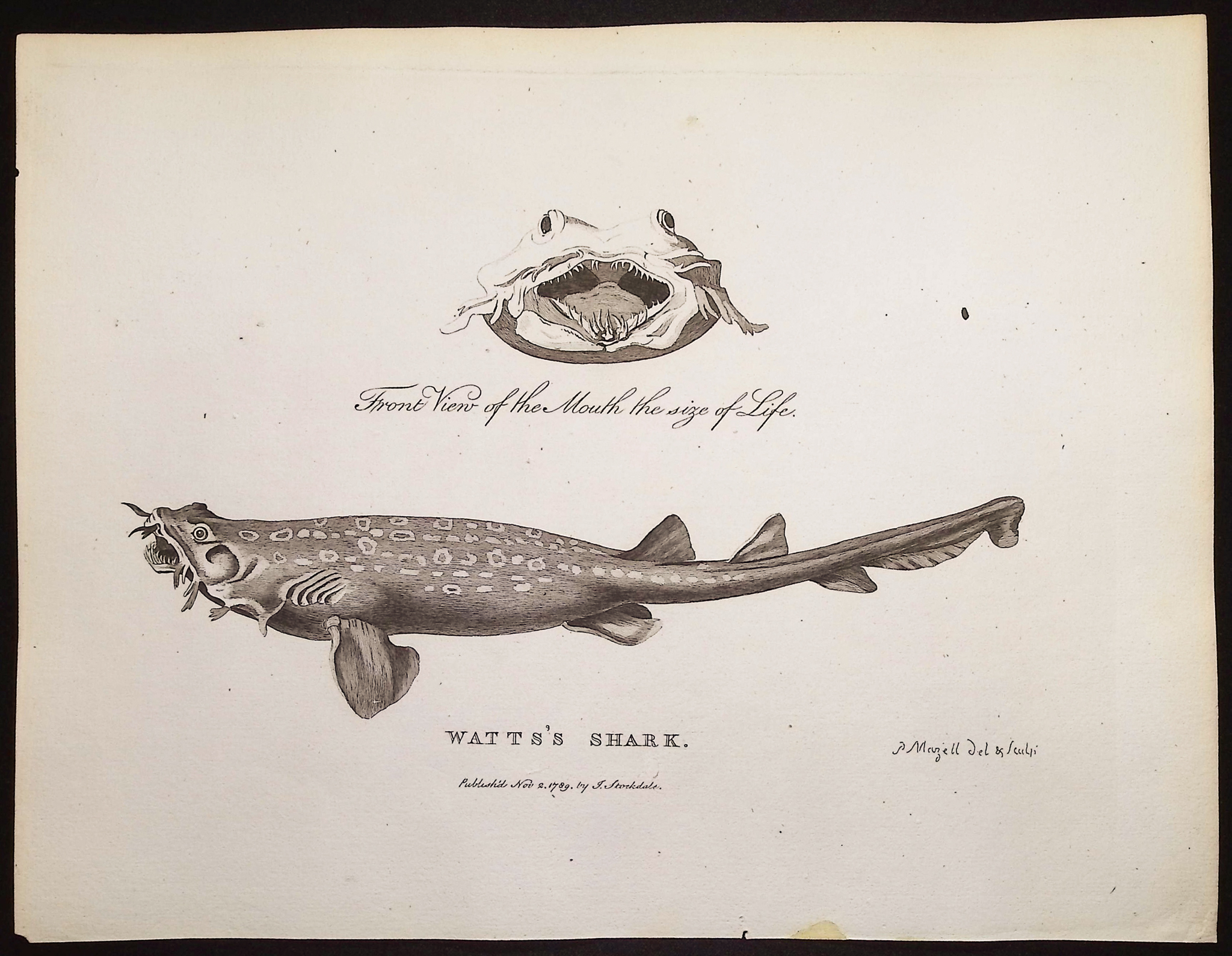 Philip, Australia - 3 Fish or Shark Engravings