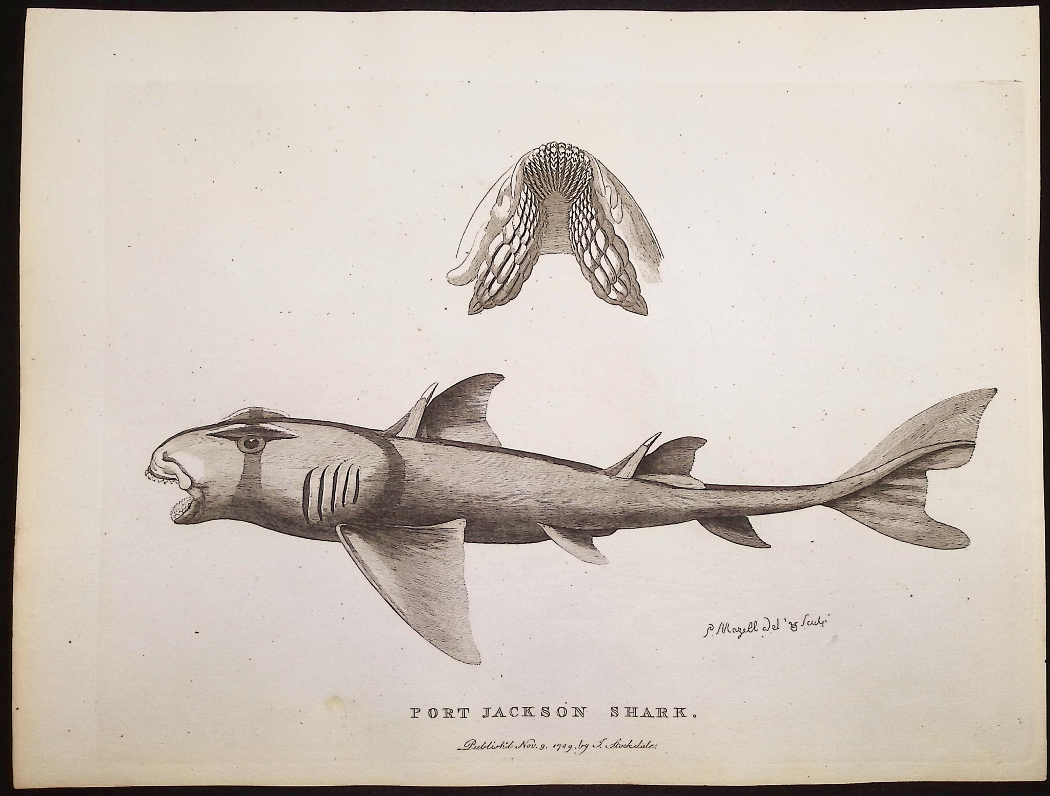 Philip, Australia - 3 Fish or Shark Engravings