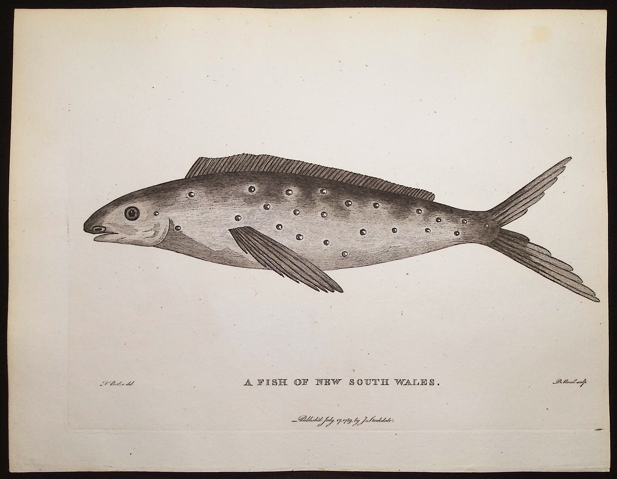 Philip, Australia - 3 Fish or Shark Engravings