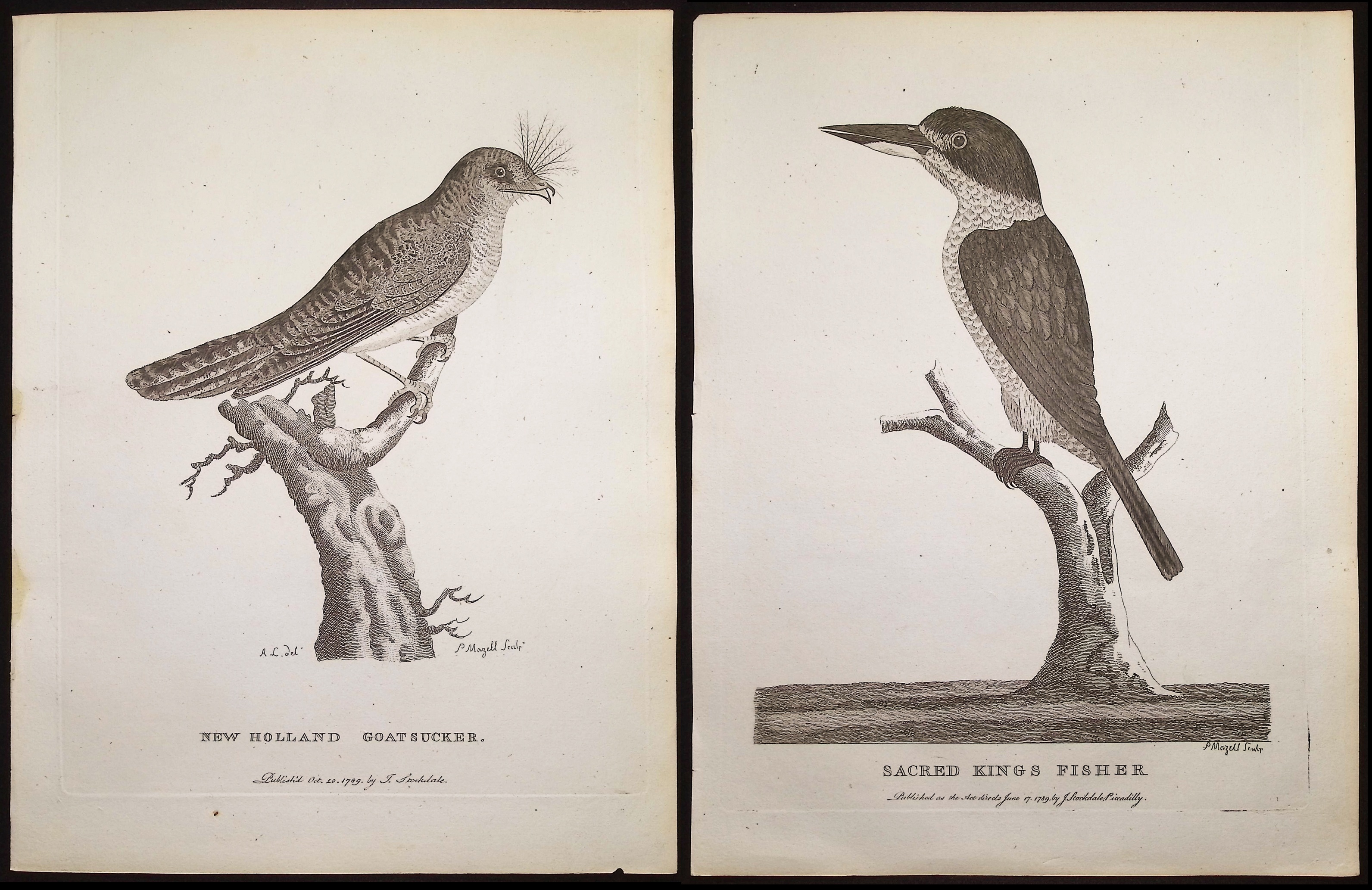 Philip, Australia - 4 Bird Engravings
