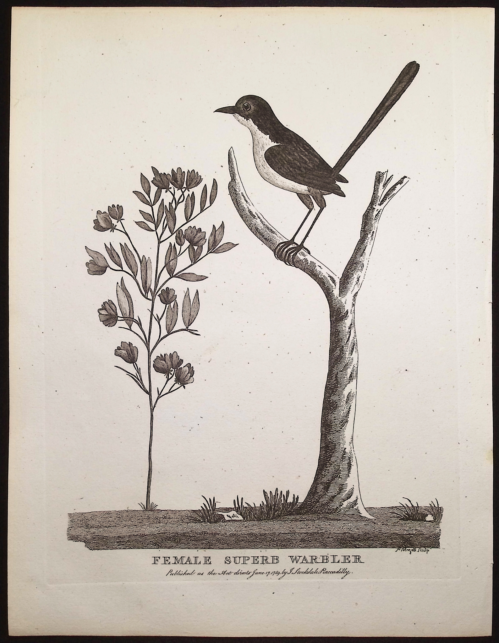 Philip, Australia - 4 Bird Engravings