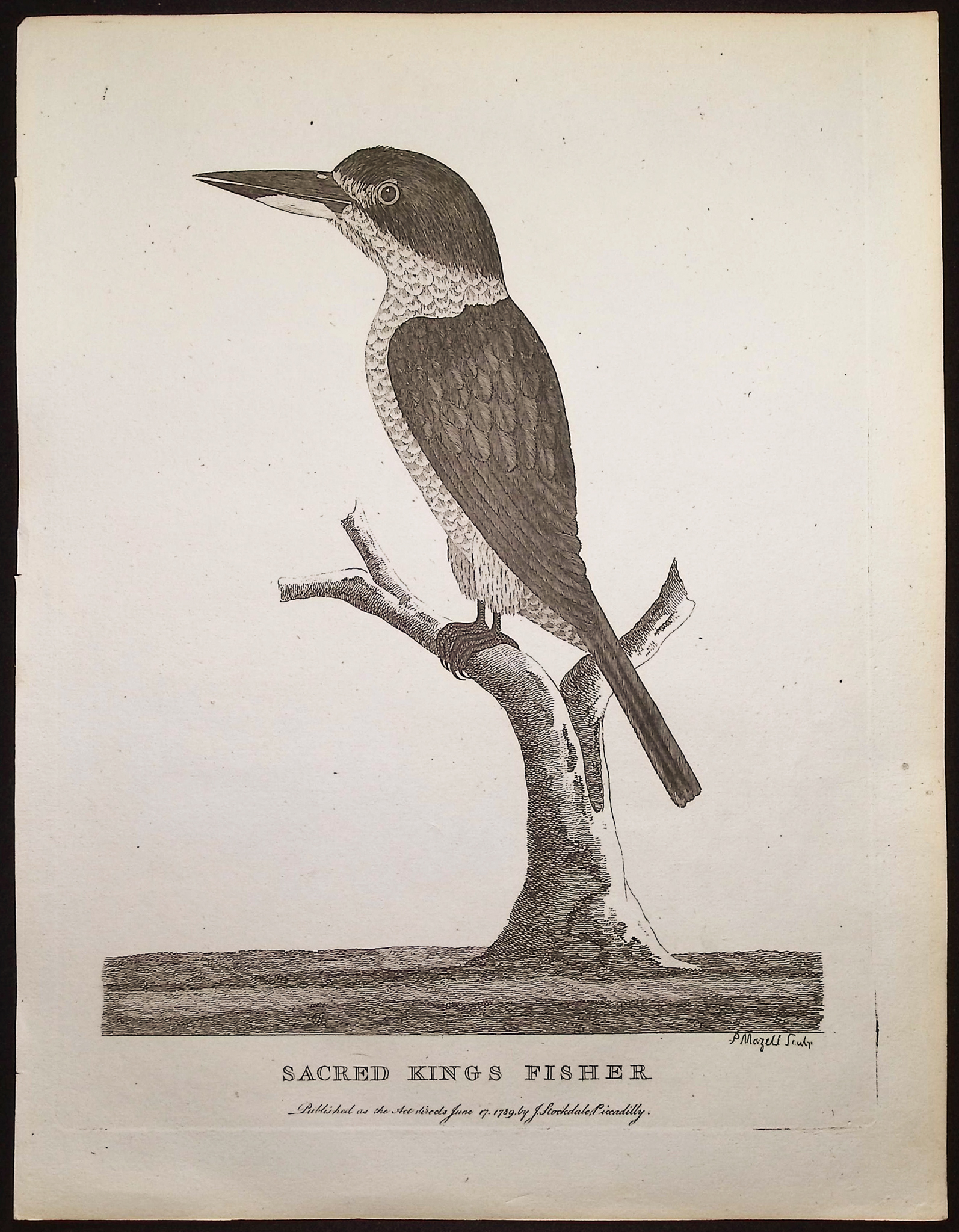 Philip, Australia - 4 Bird Engravings