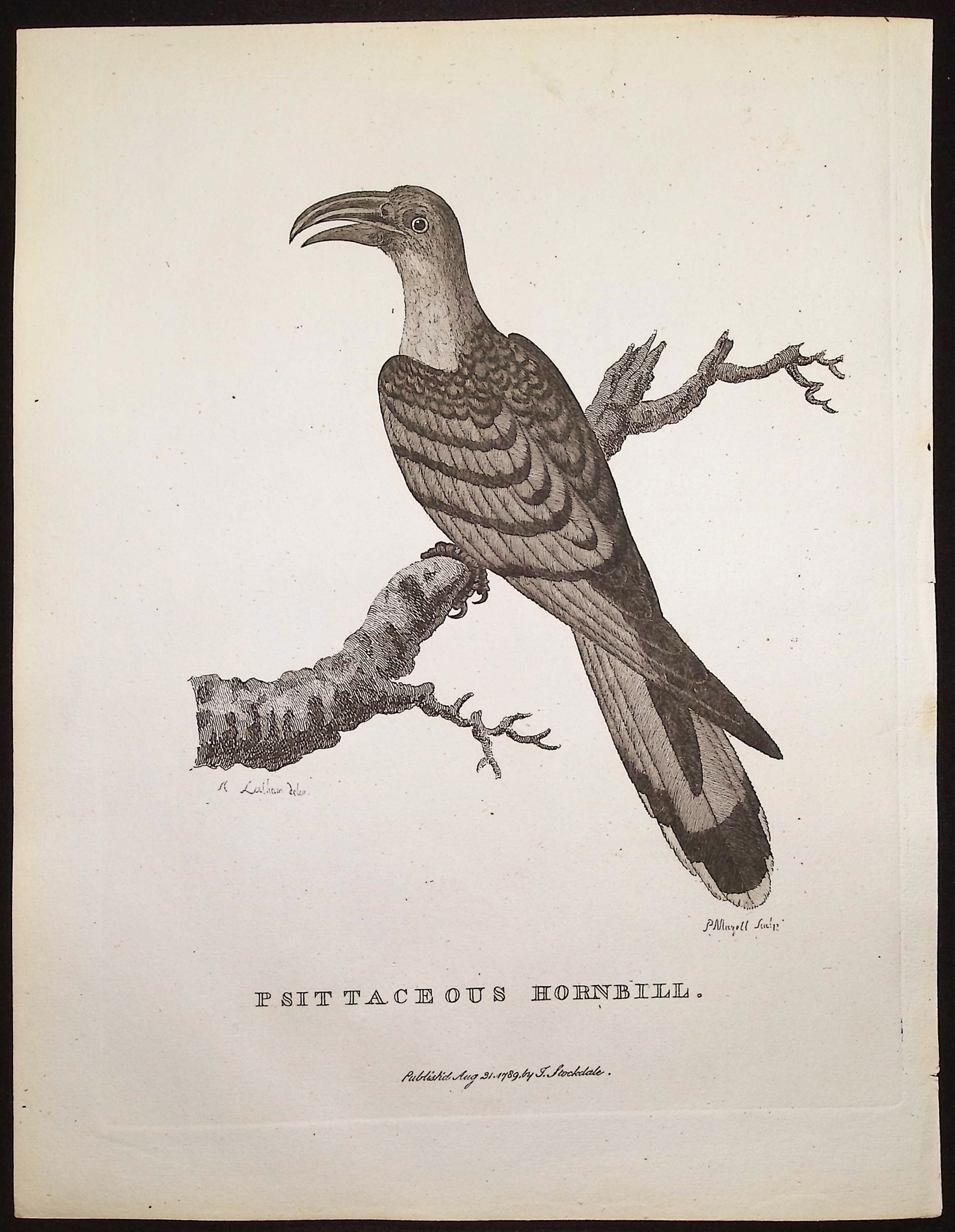 Philip, Australia - 4 Bird Engravings