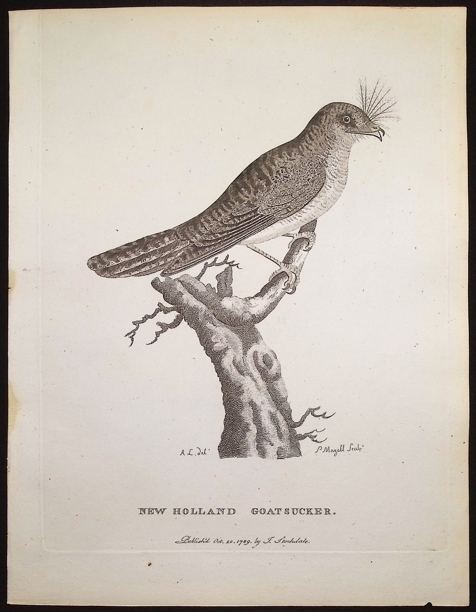 Philip, Australia - 4 Bird Engravings