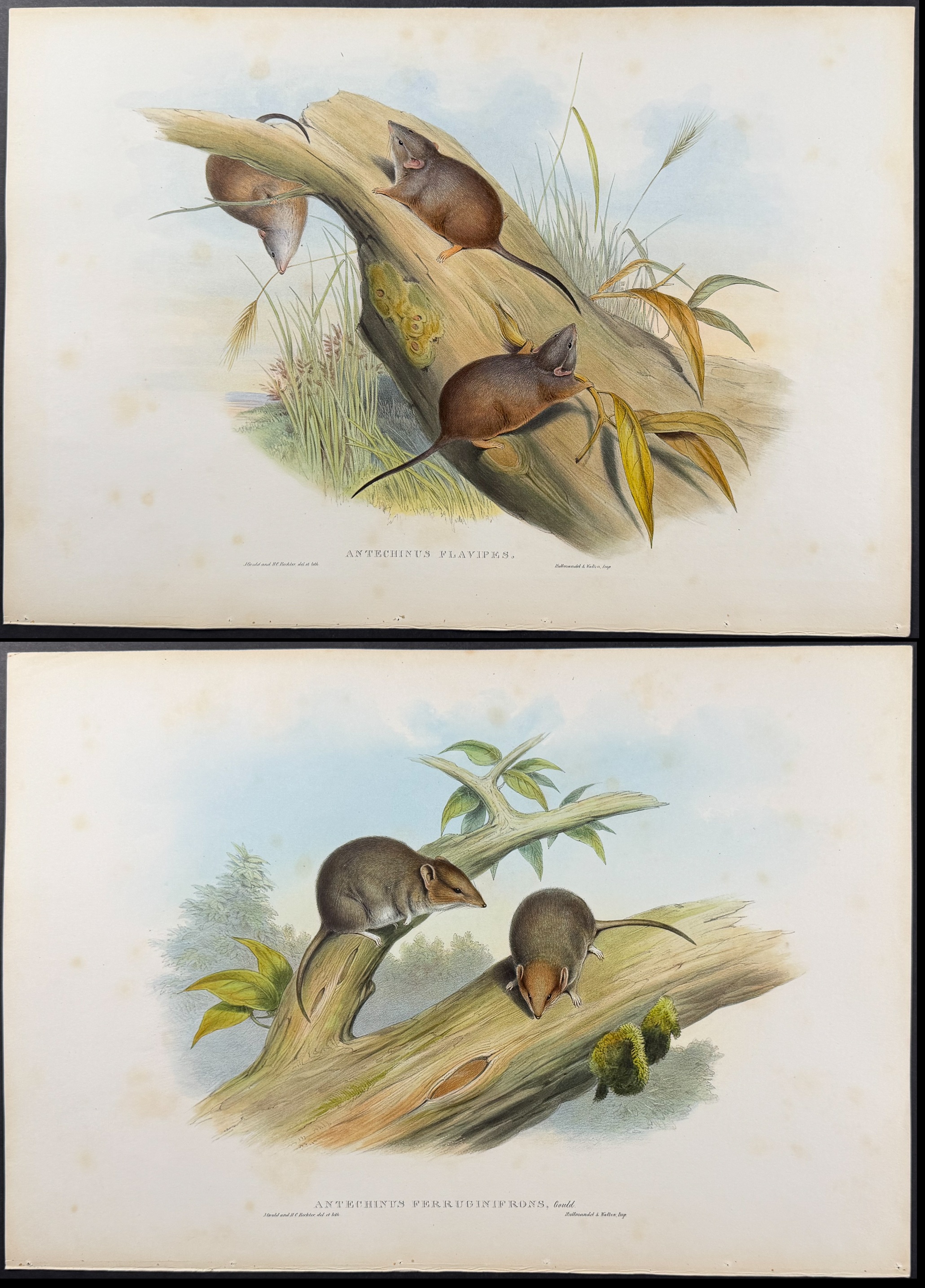 Gould, Australia - 5 Rodent Lithographs: Rat, Mouse, Antechinus