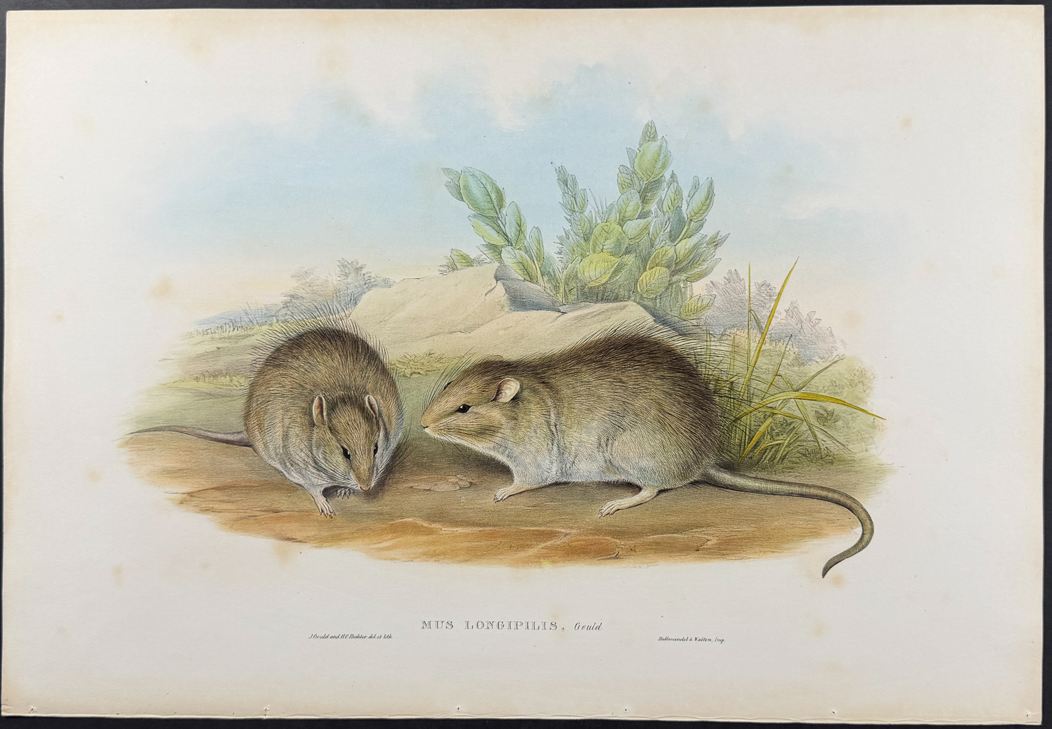 Gould, Australia - 5 Rodent Lithographs: Rat, Mouse, Antechinus
