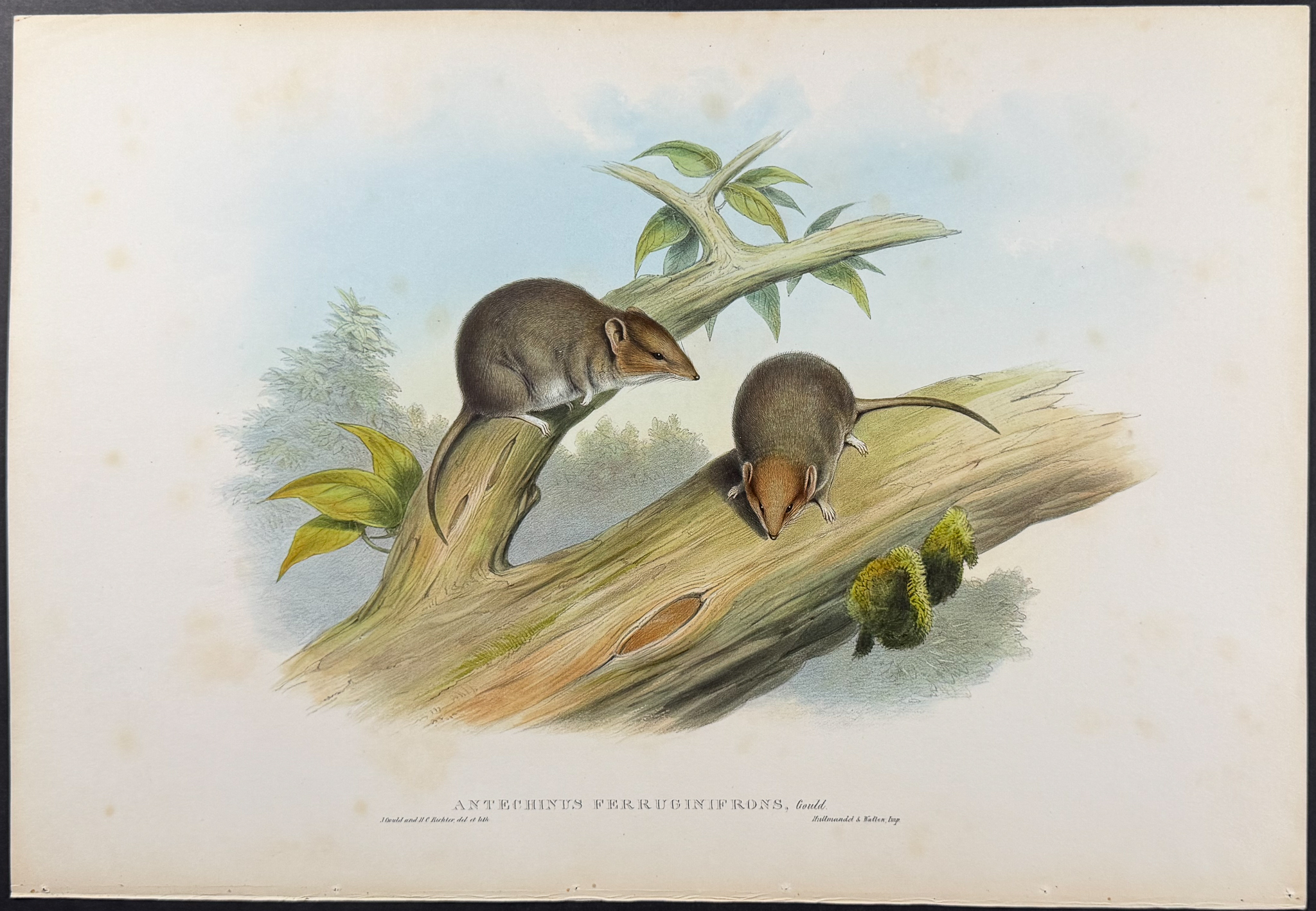 Gould, Australia - 5 Rodent Lithographs: Rat, Mouse, Antechinus