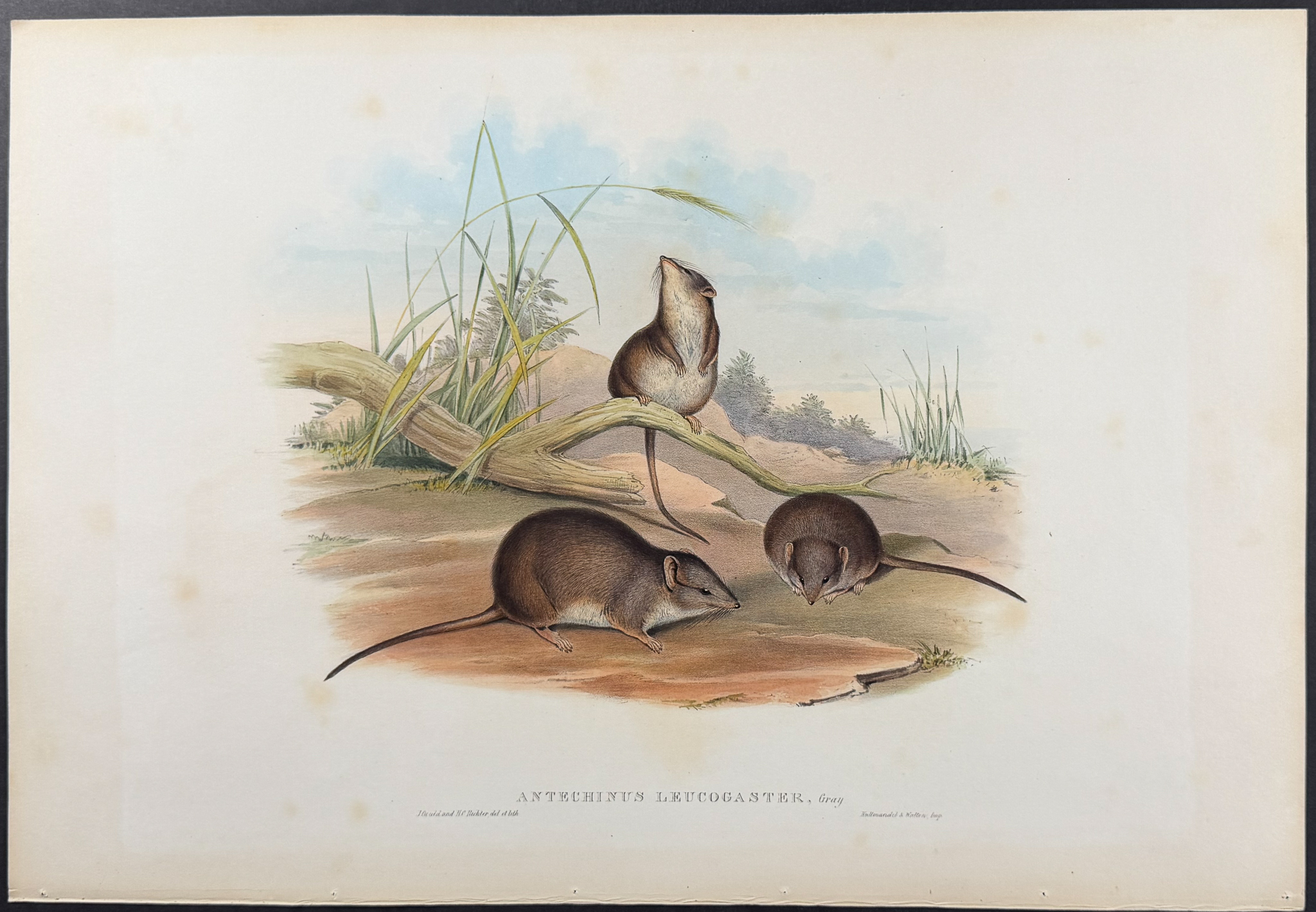 Gould, Australia - 5 Rodent Lithographs: Rat, Mouse, Antechinus