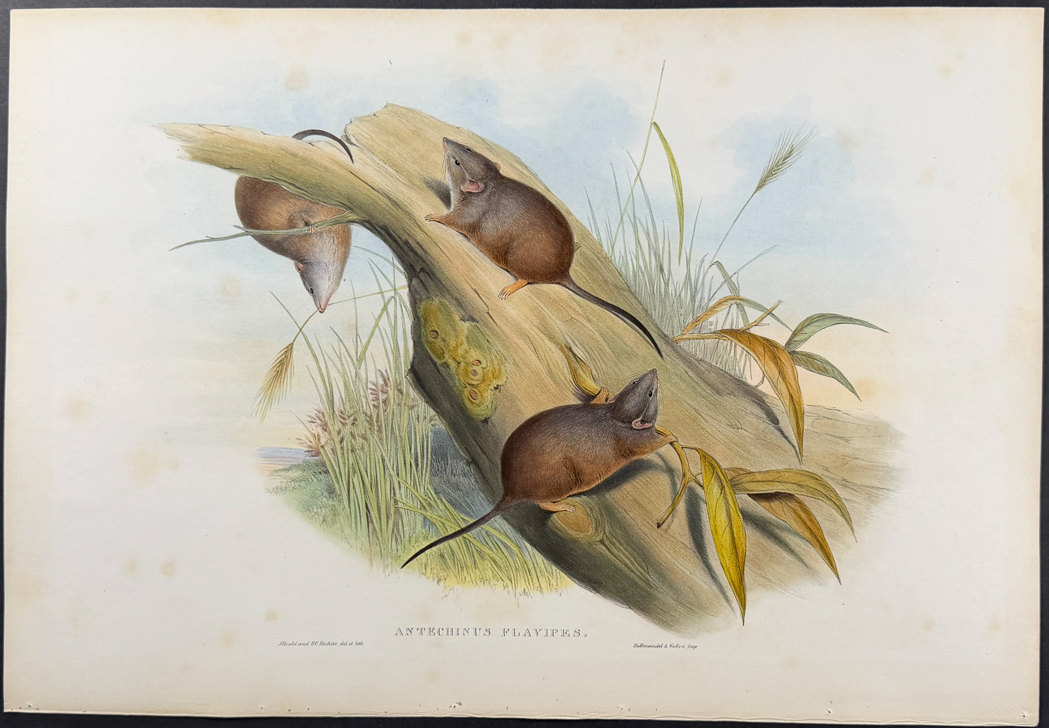Gould, Australia - 5 Rodent Lithographs: Rat, Mouse, Antechinus