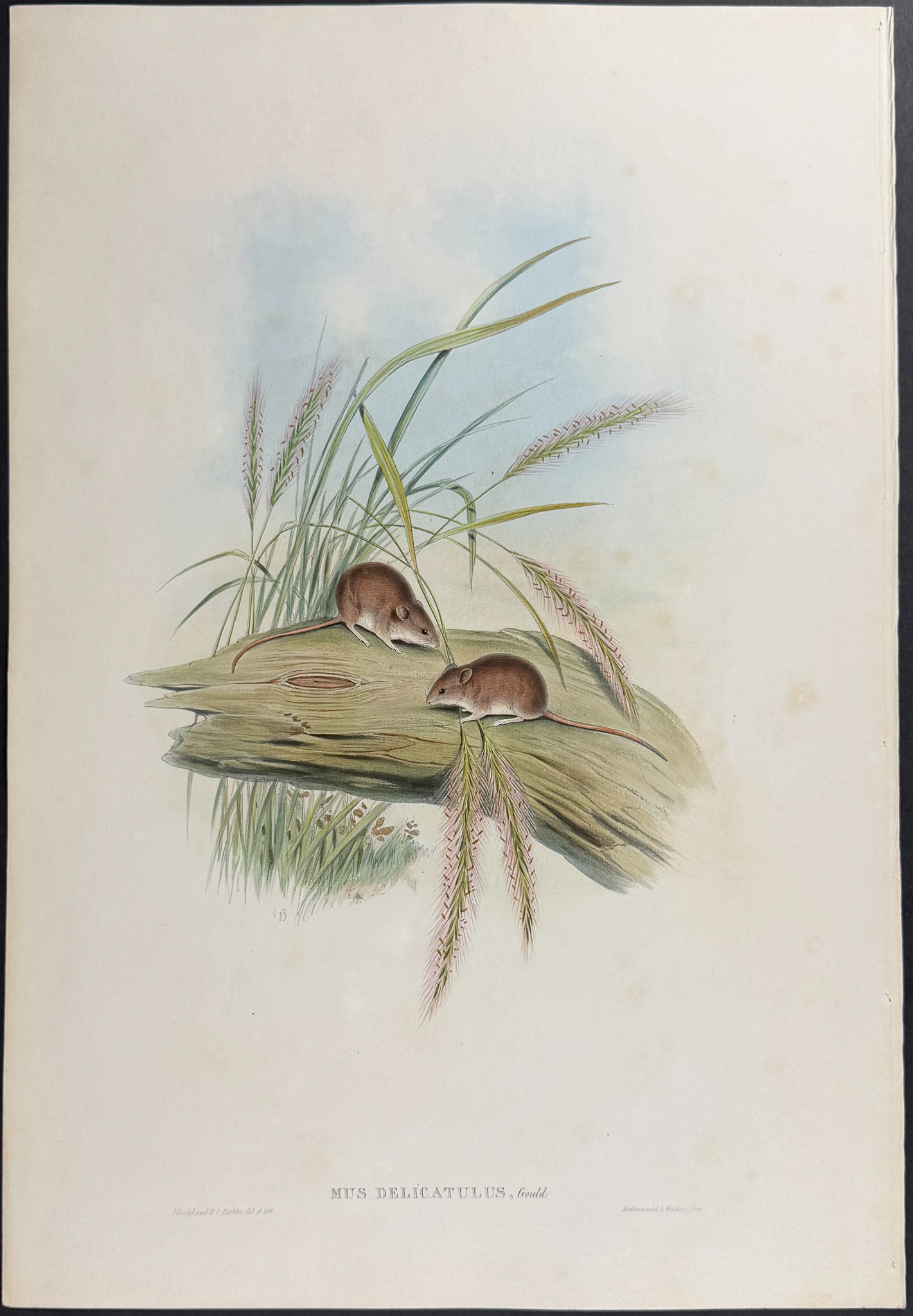 Gould, Australia - 5 Rodent Lithographs: Rat, Mouse, Antechinus