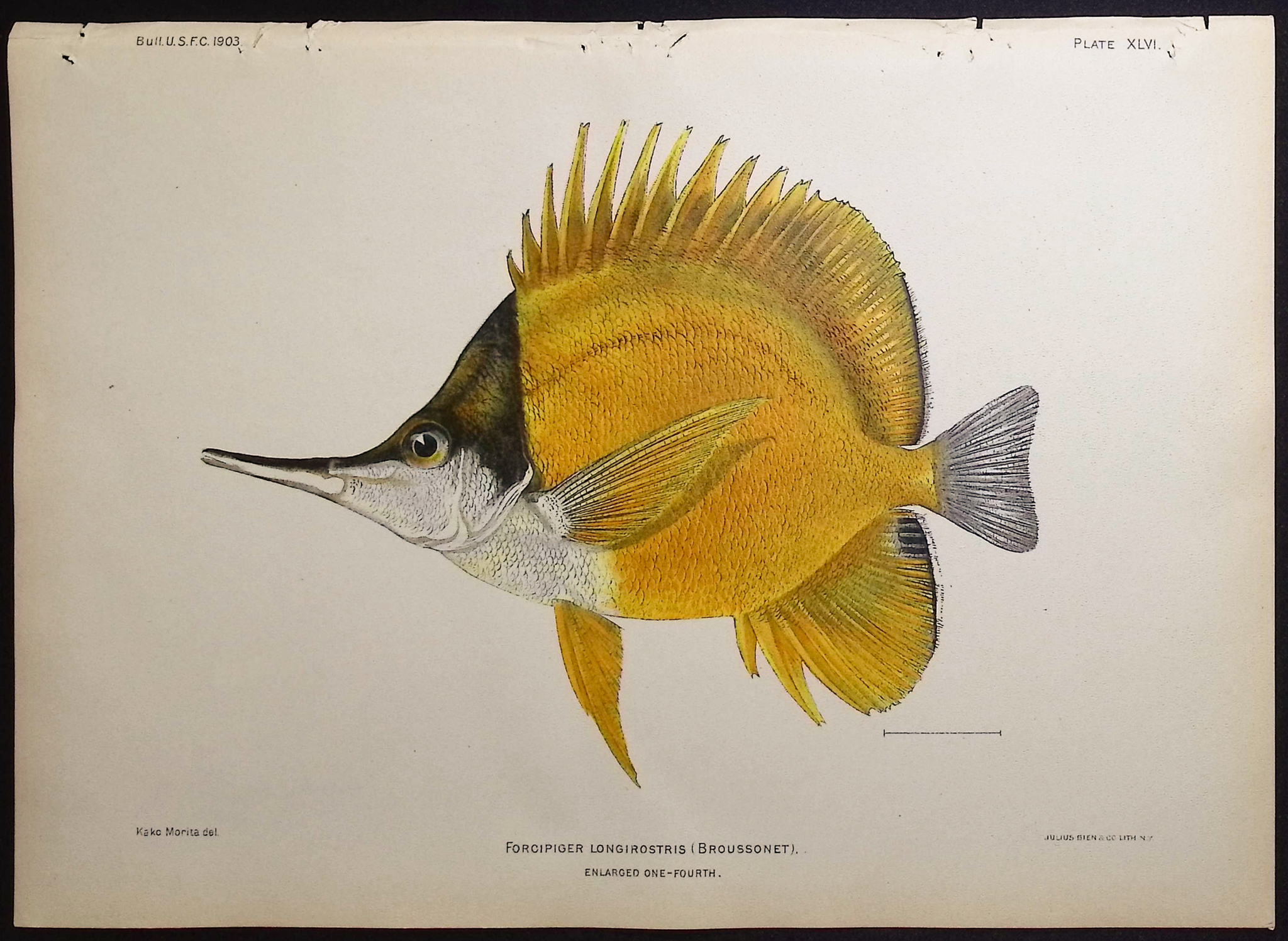 Bien, Hawaii - Longnose Butterflyfish [Forcipiger Longirostris]
