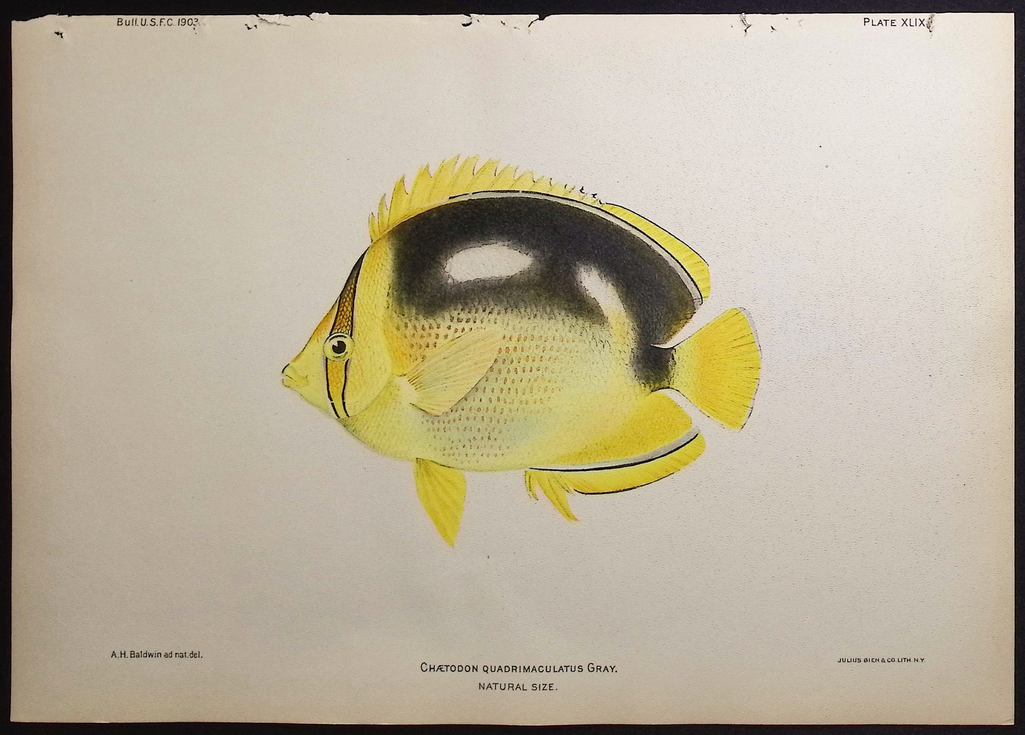 Bien, Hawaii - Fourspot Butterflyfish [Chaetodon Quadrimaculatus]