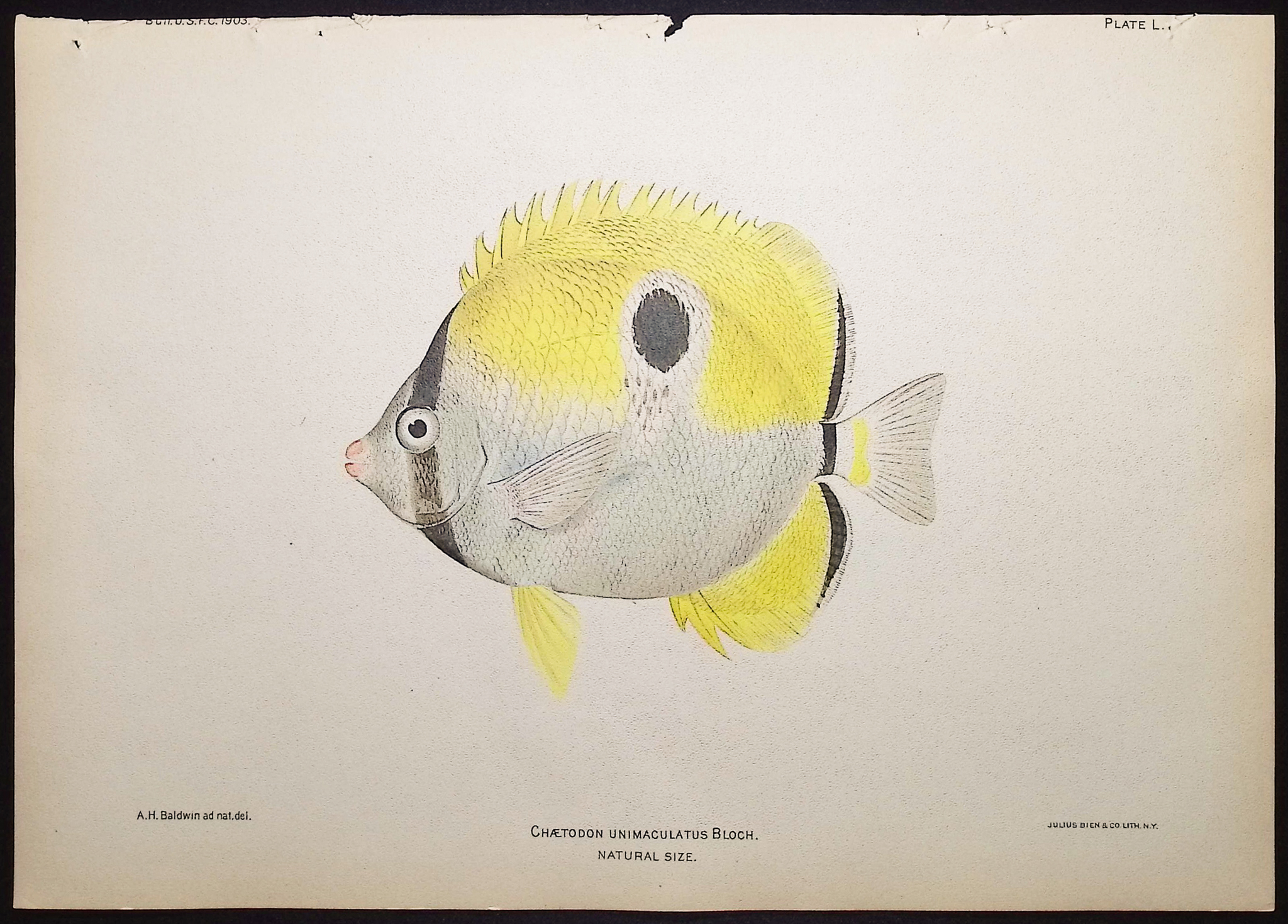 Bien, Hawaii - Teardrop Butterflyfish [Chaetodon Unimaculatus]