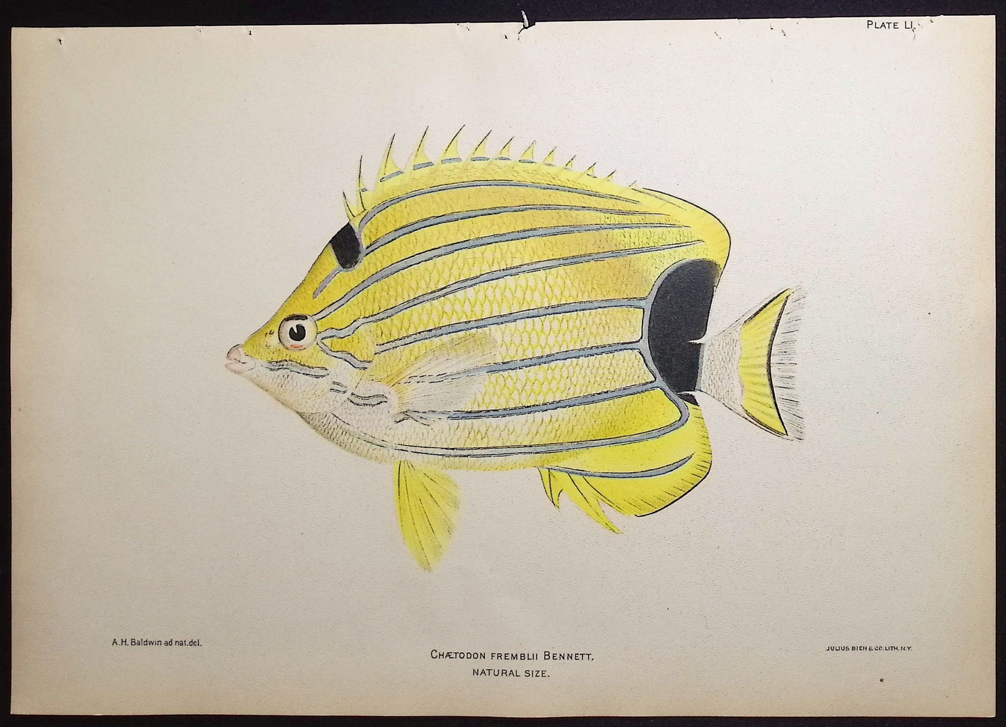Bien, Hawaii - Bluestripe Butterflyfish [Chaetodon Fremblii]