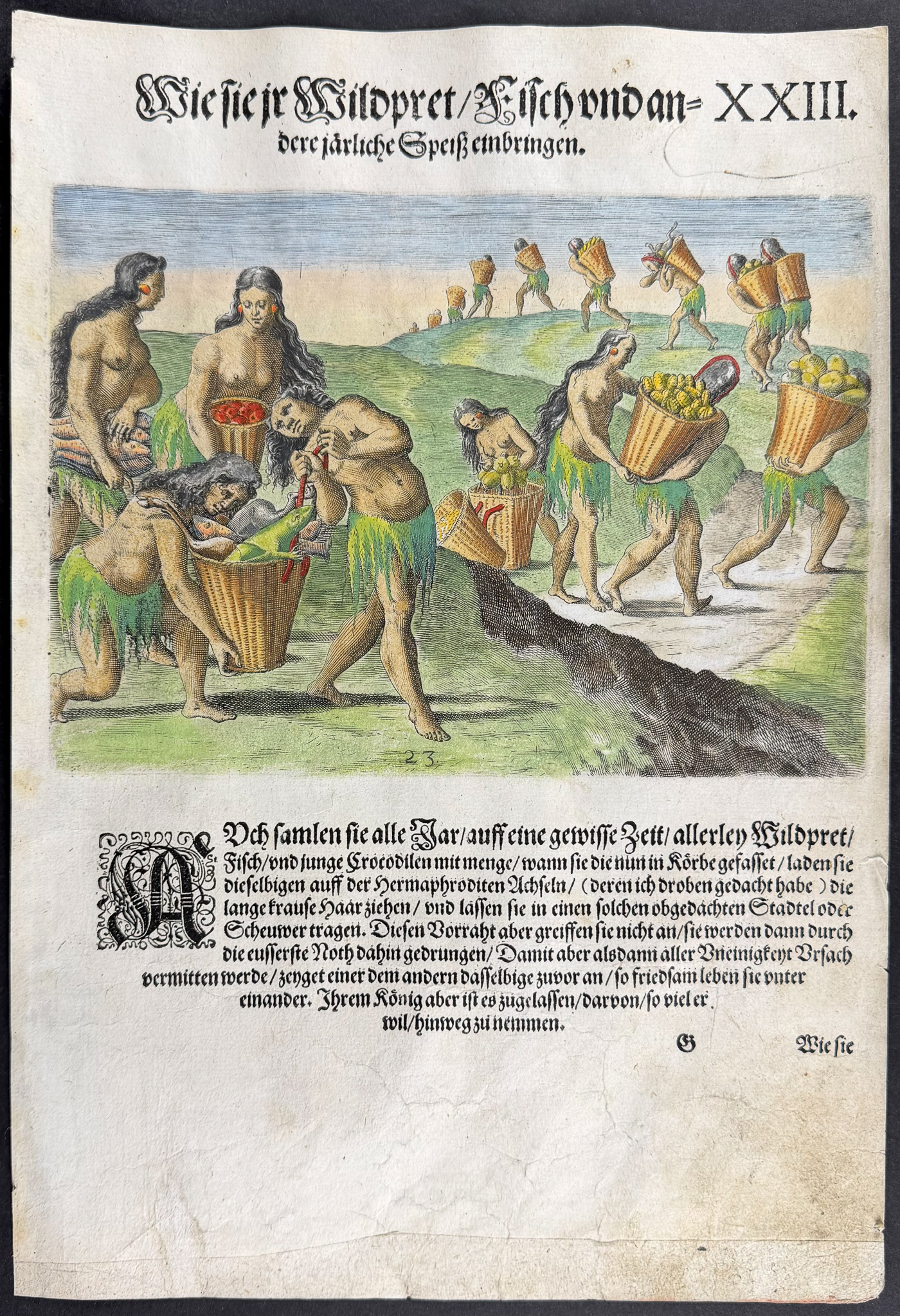 De Bry - Florida - Bringing the wild animals, fish and other stores