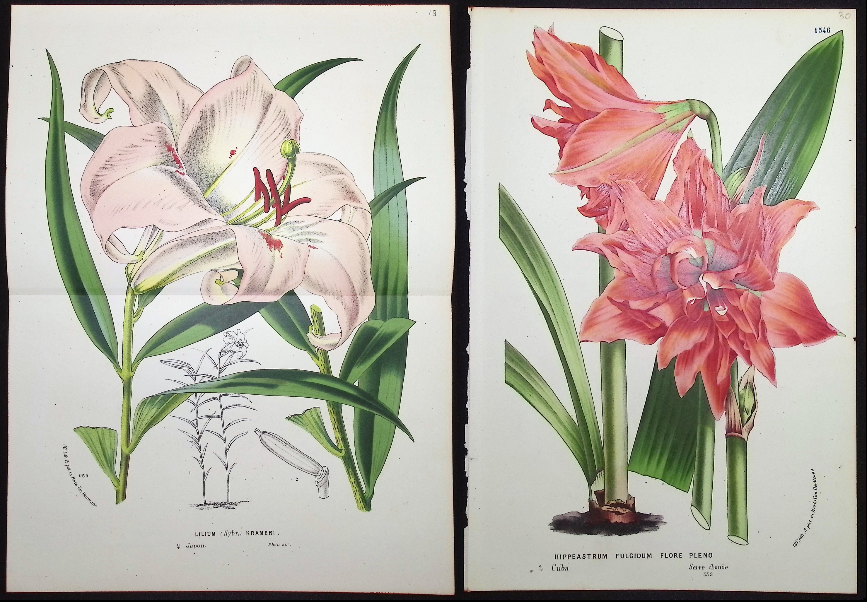 Van Houtte - 5 Lily Prints