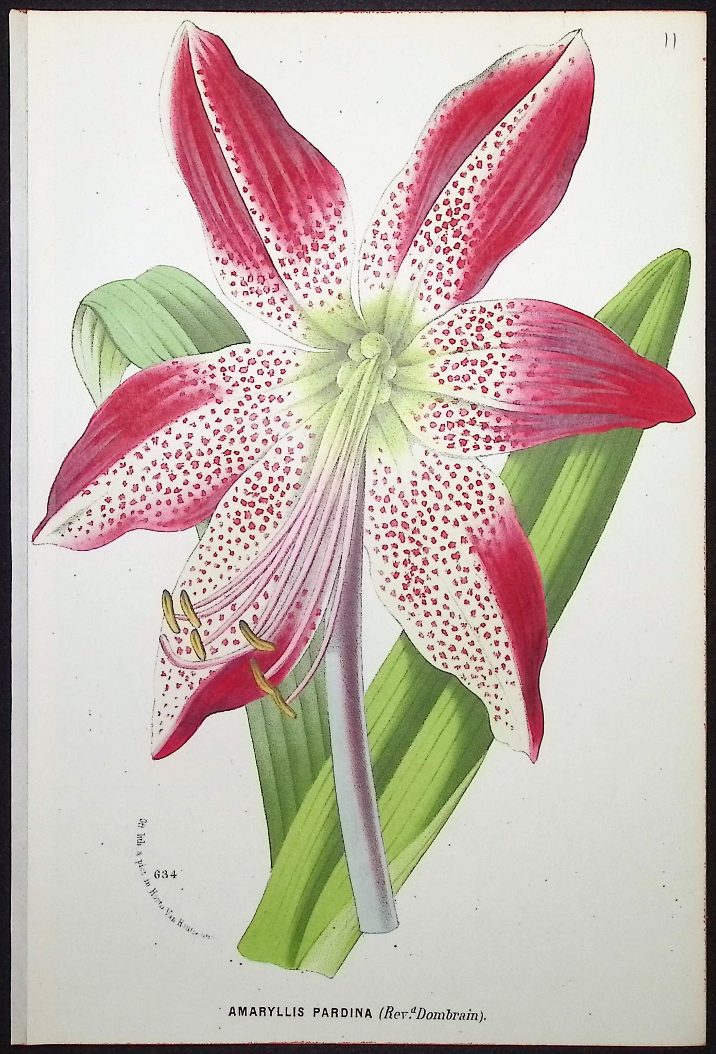 Van Houtte - 5 Lily Prints