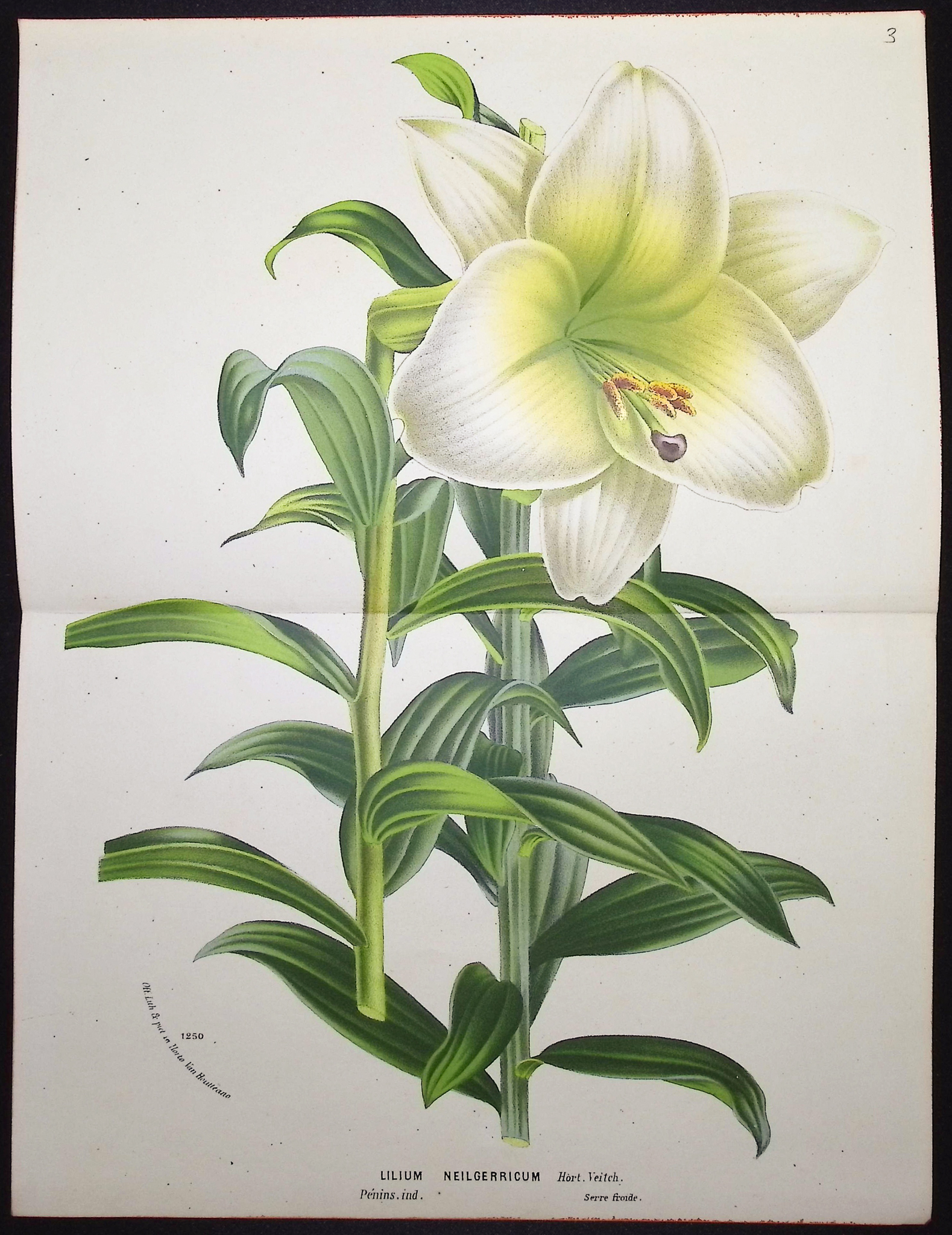 Van Houtte - 5 Lily Prints