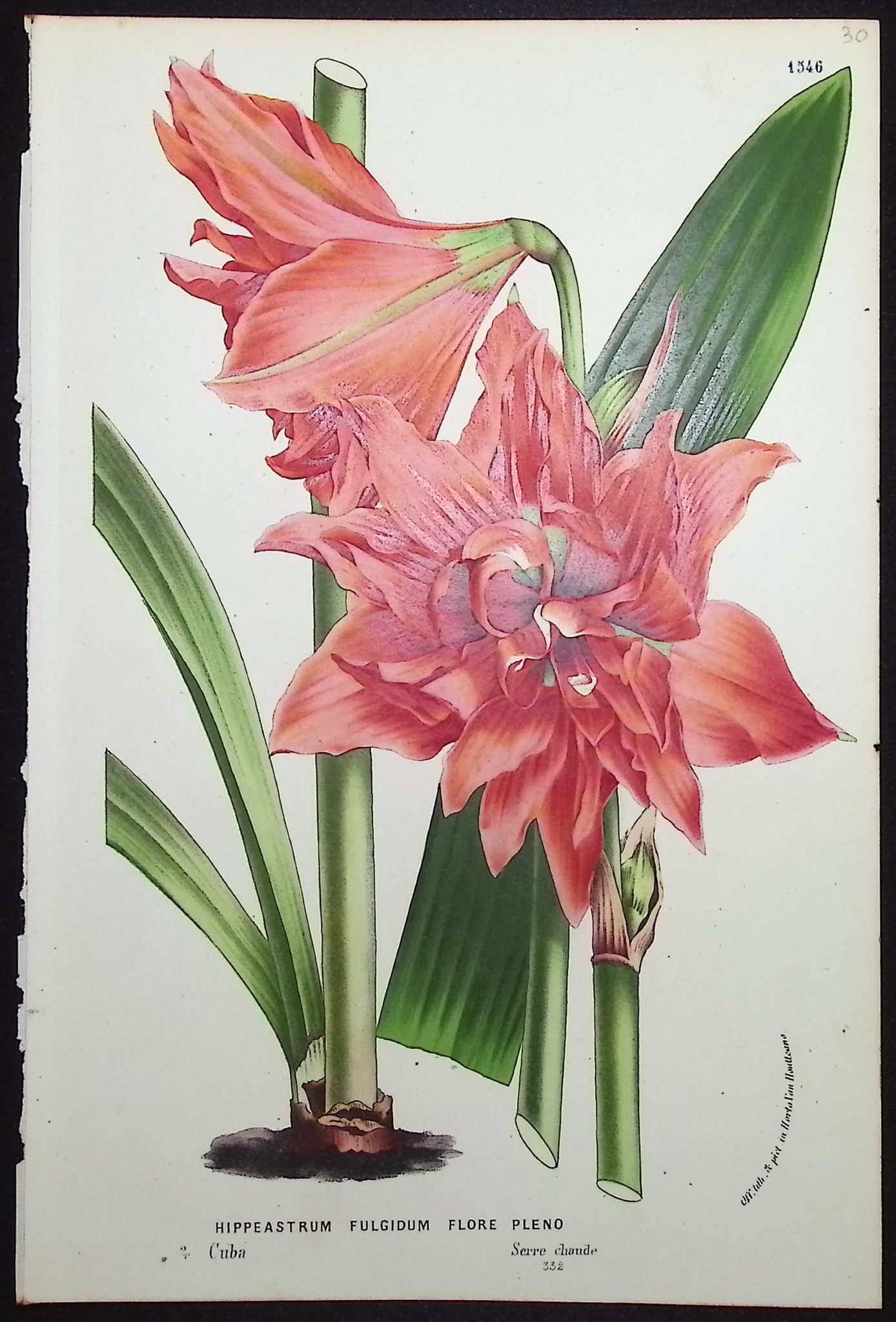 Van Houtte - 5 Lily Prints