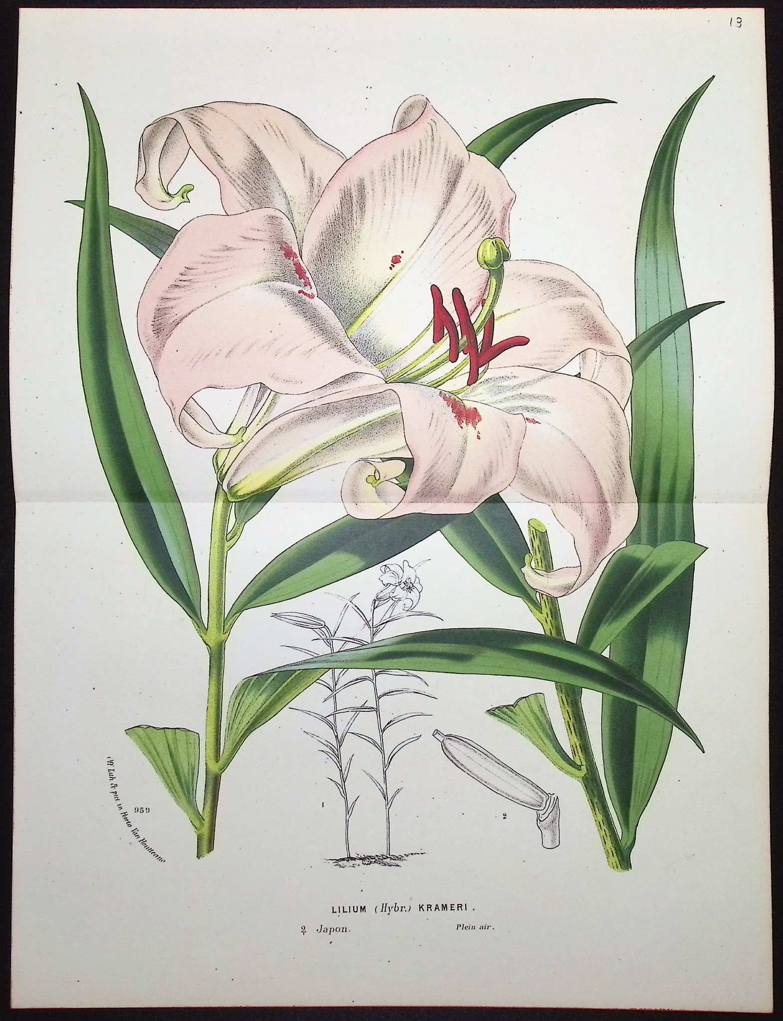 Van Houtte - 5 Lily Prints