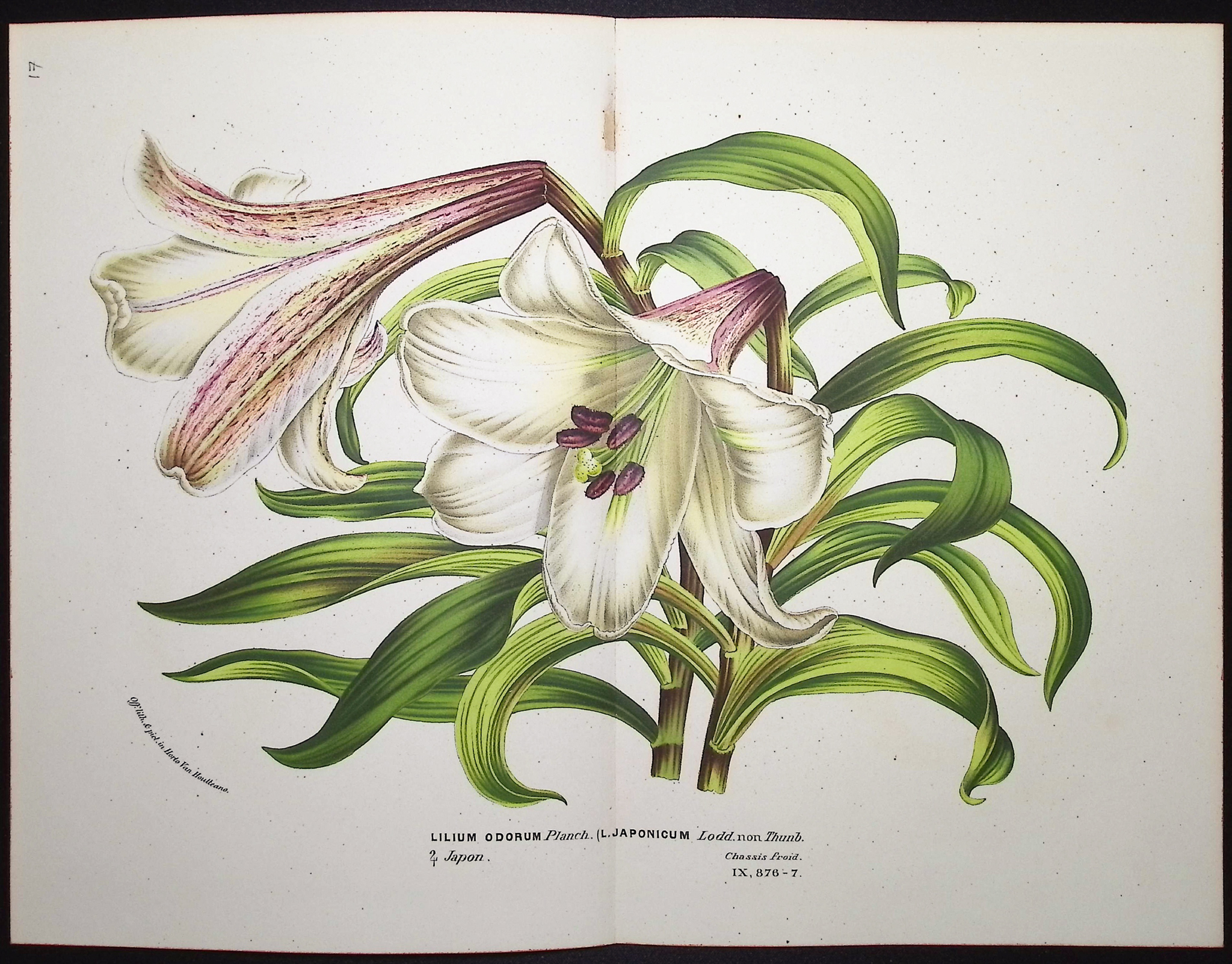 Van Houtte - 5 Lily Prints