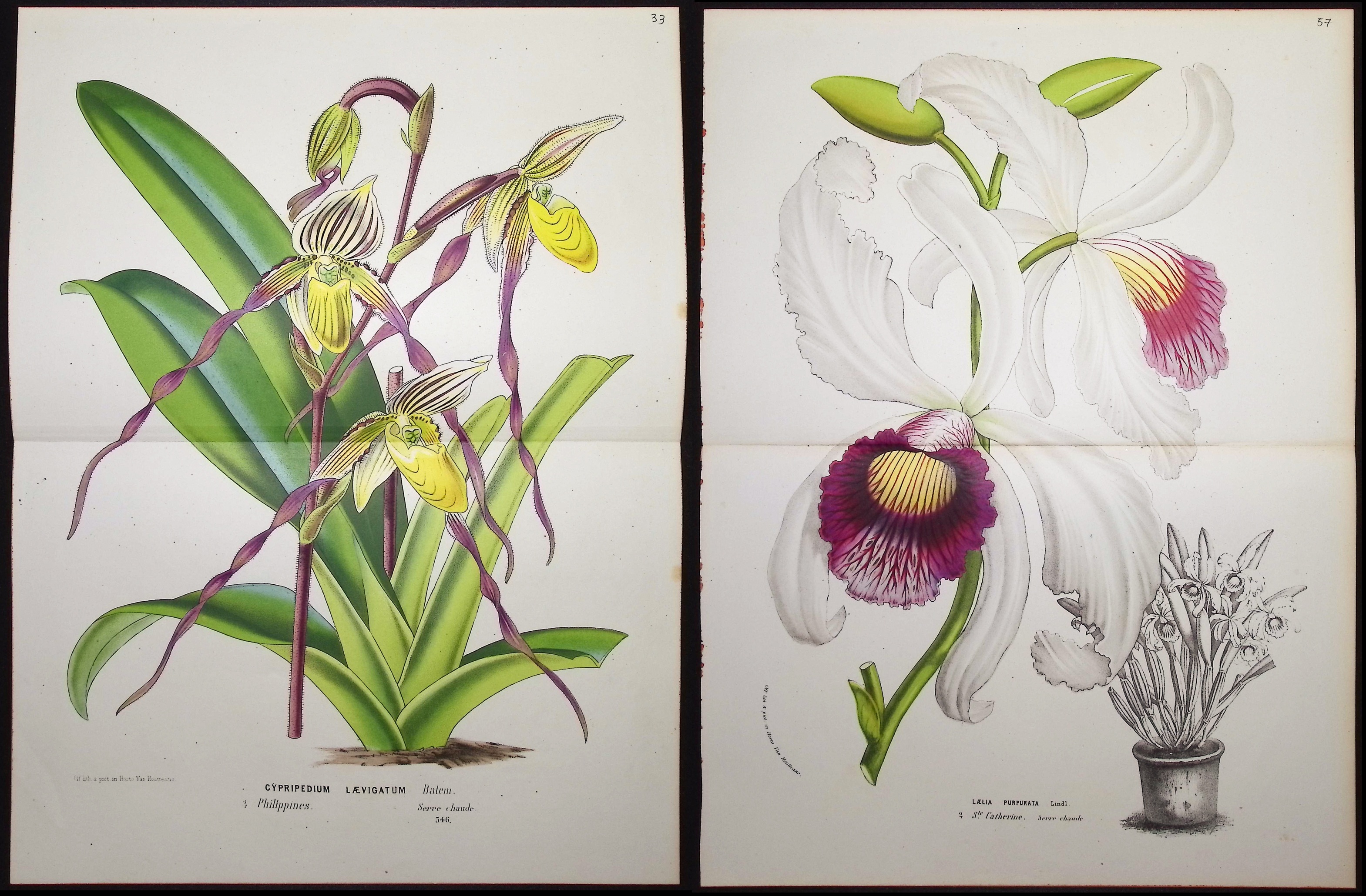 Van Houtte - 5 Orchid Prints