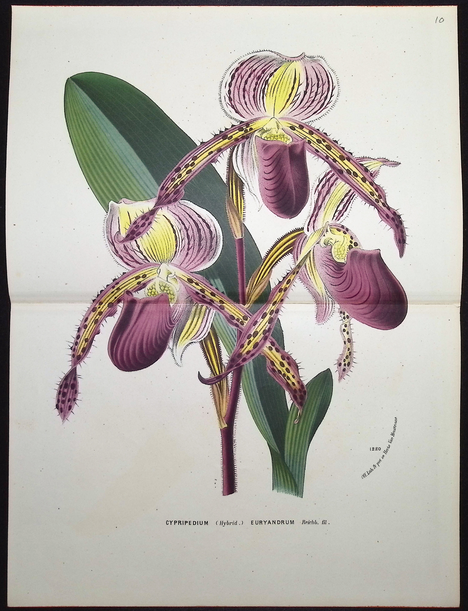 Van Houtte - 5 Orchid Prints