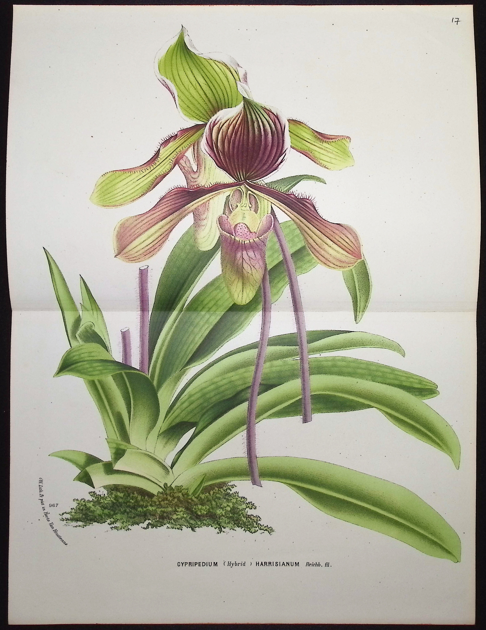 Van Houtte - 5 Orchid Prints