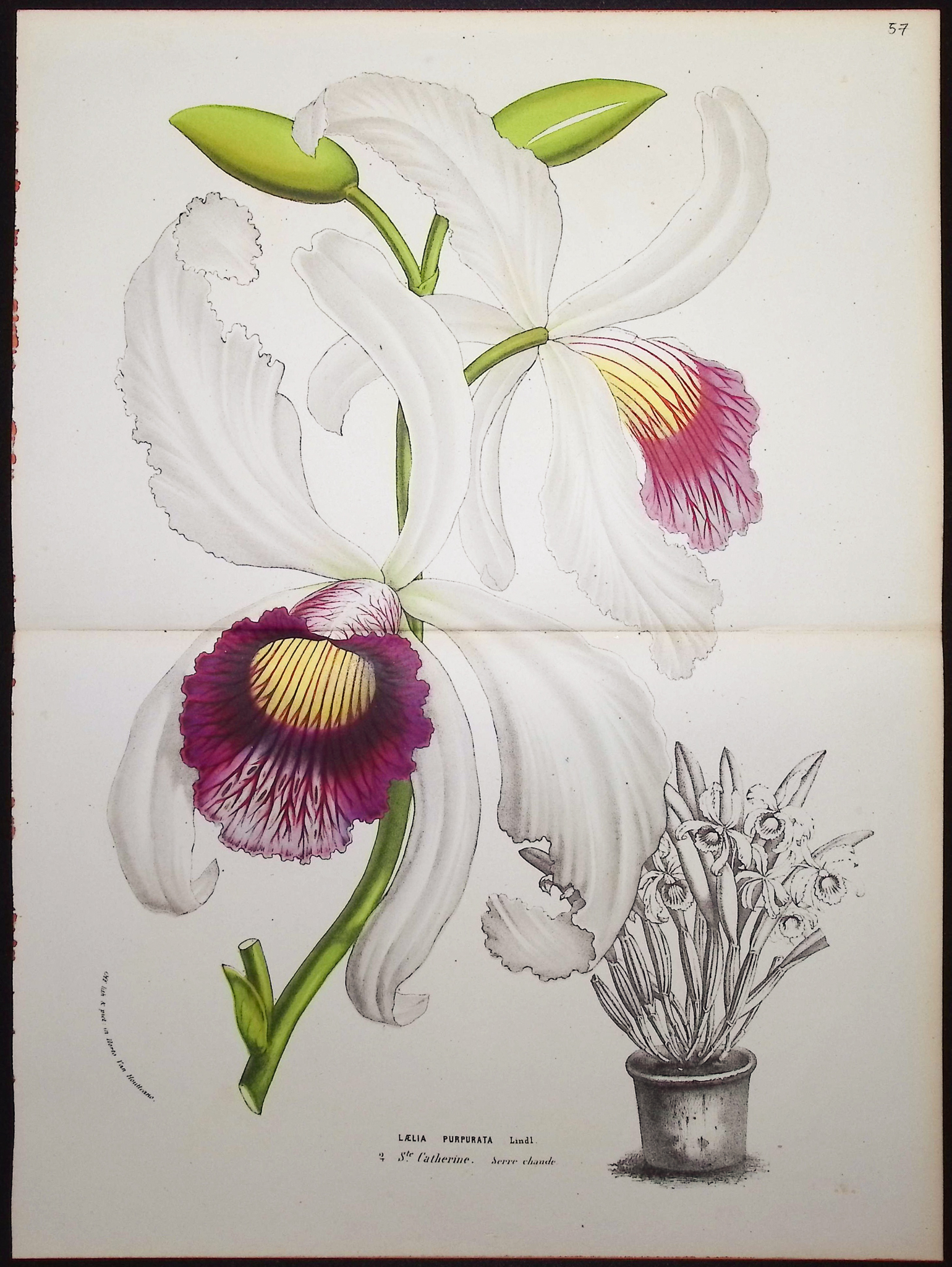 Van Houtte - 5 Orchid Prints