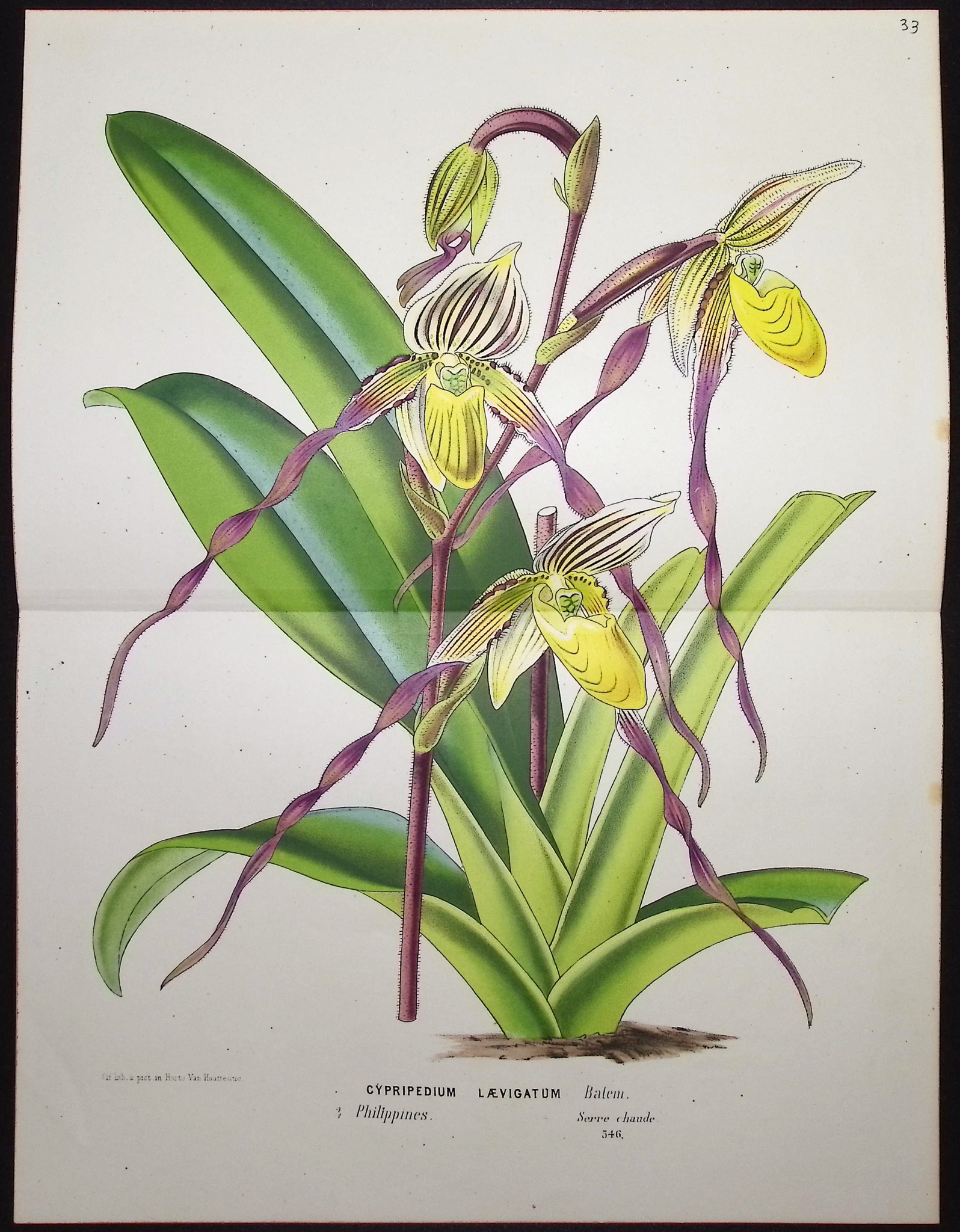 Van Houtte - 5 Orchid Prints