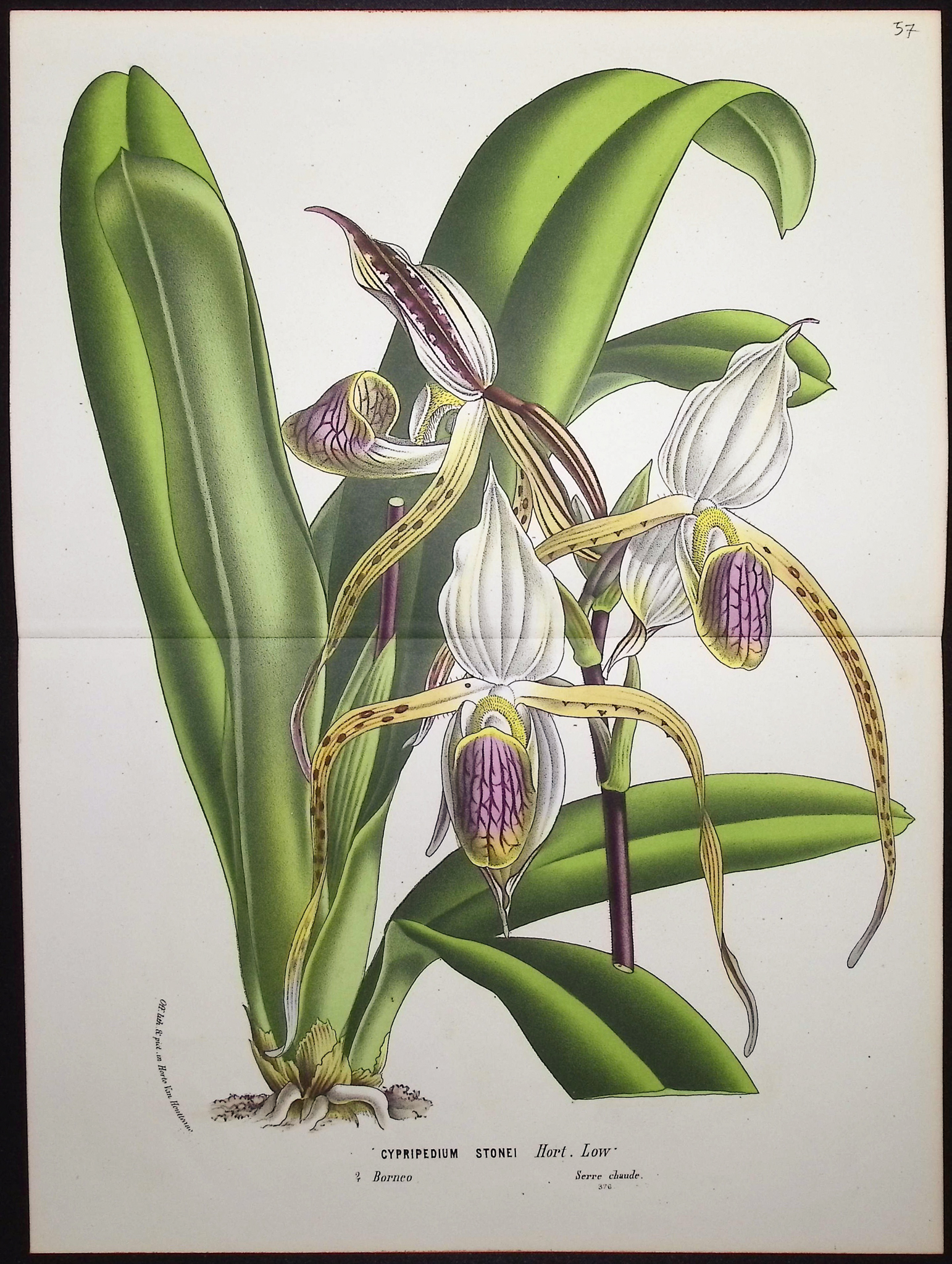 Van Houtte - 5 Orchid Prints