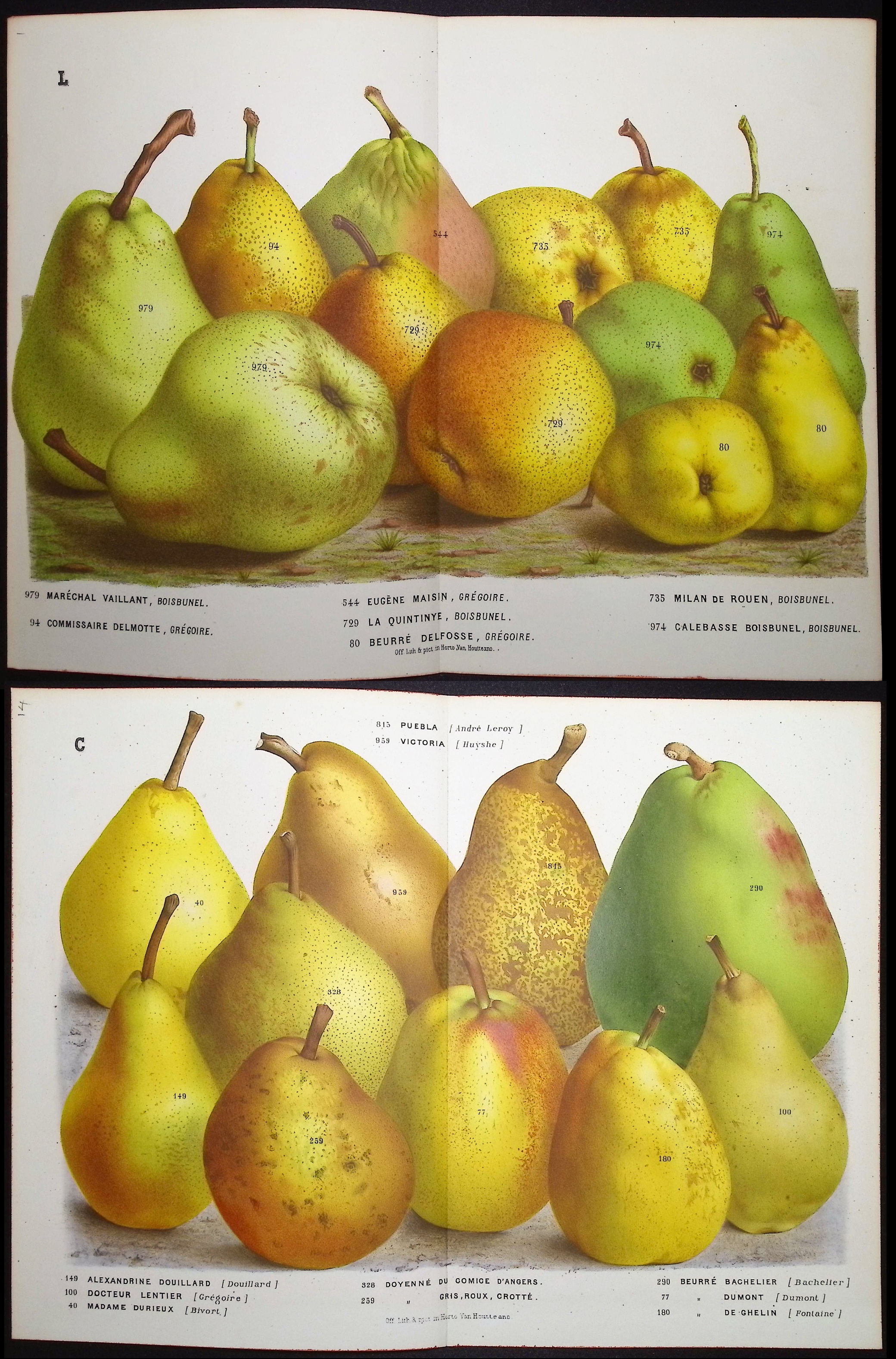 Van Houtte - 5 Pear Prints