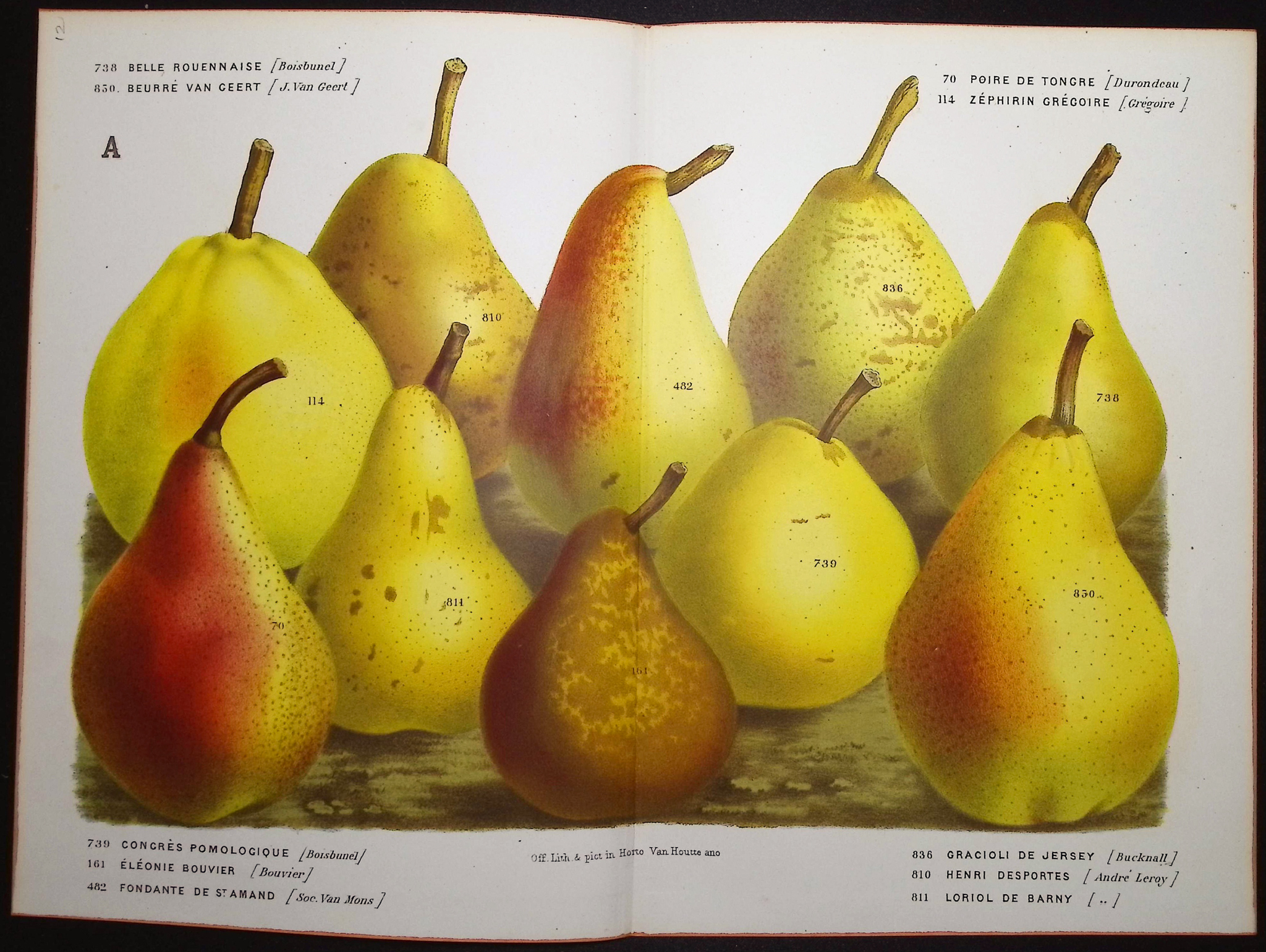 Van Houtte - 5 Pear Prints